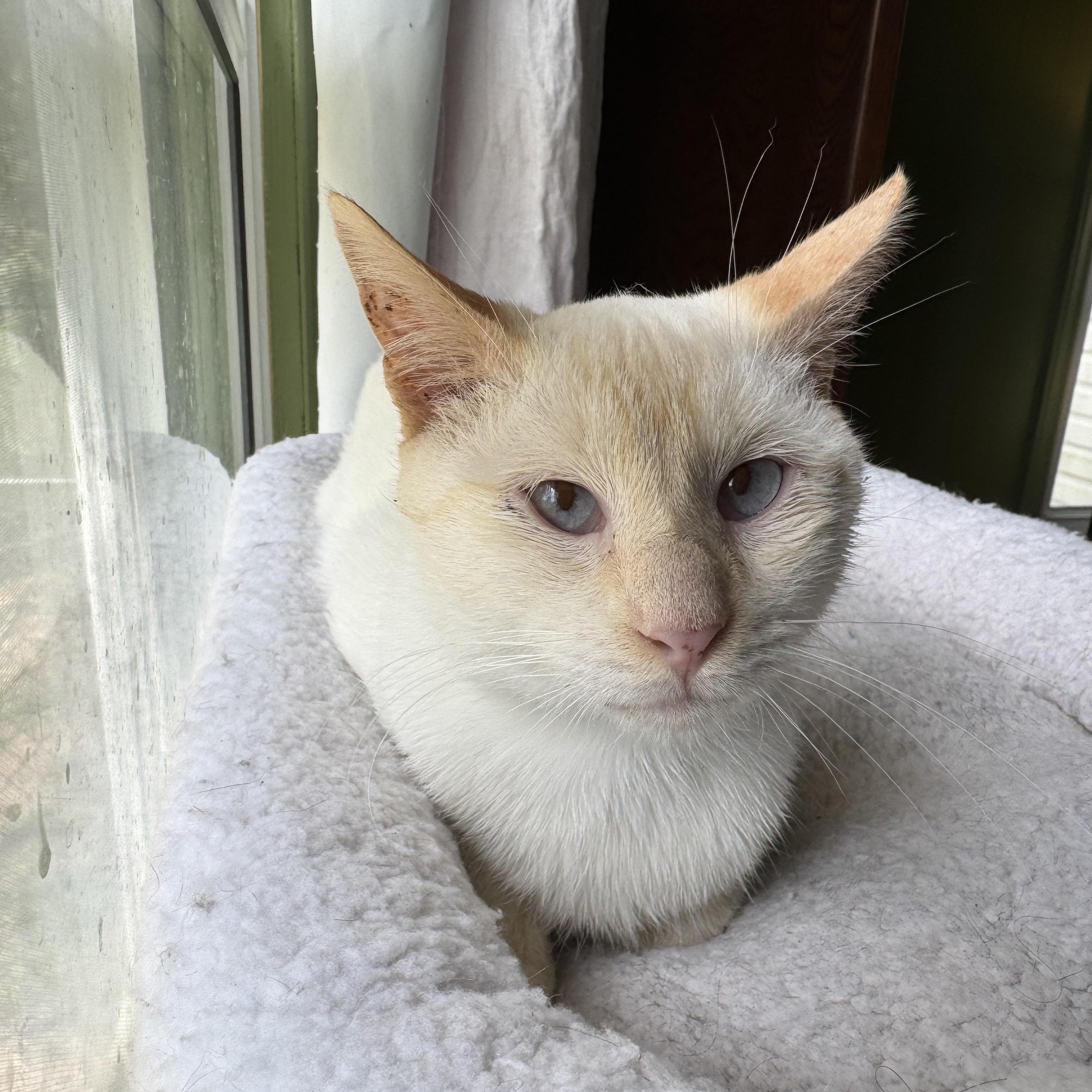 Cricket, Adoptable, Young Male Siamese.