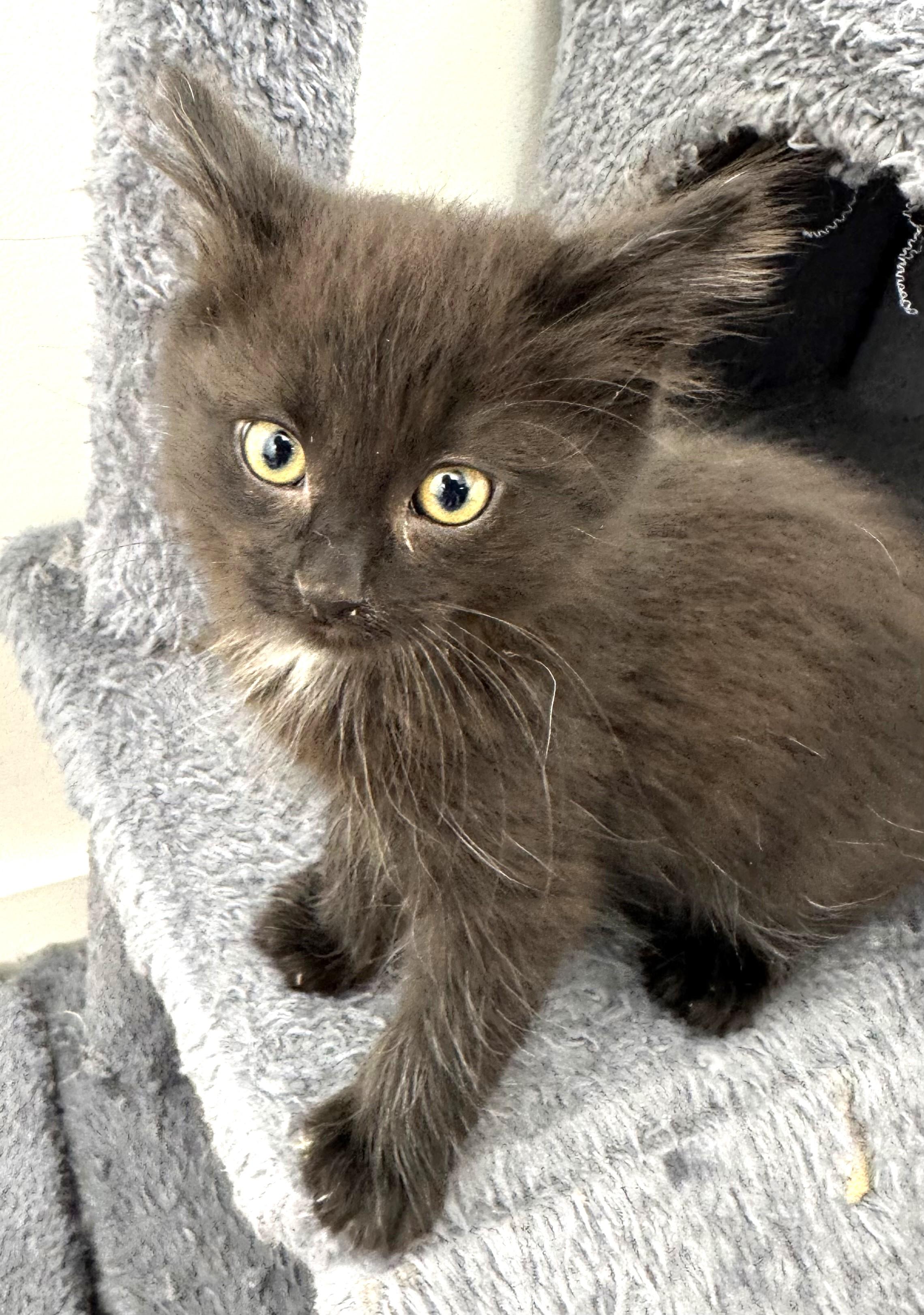 Dozer, athletic, affectionate & active darling, ADOPTABLE, Kitten Male Persian & Tabby.