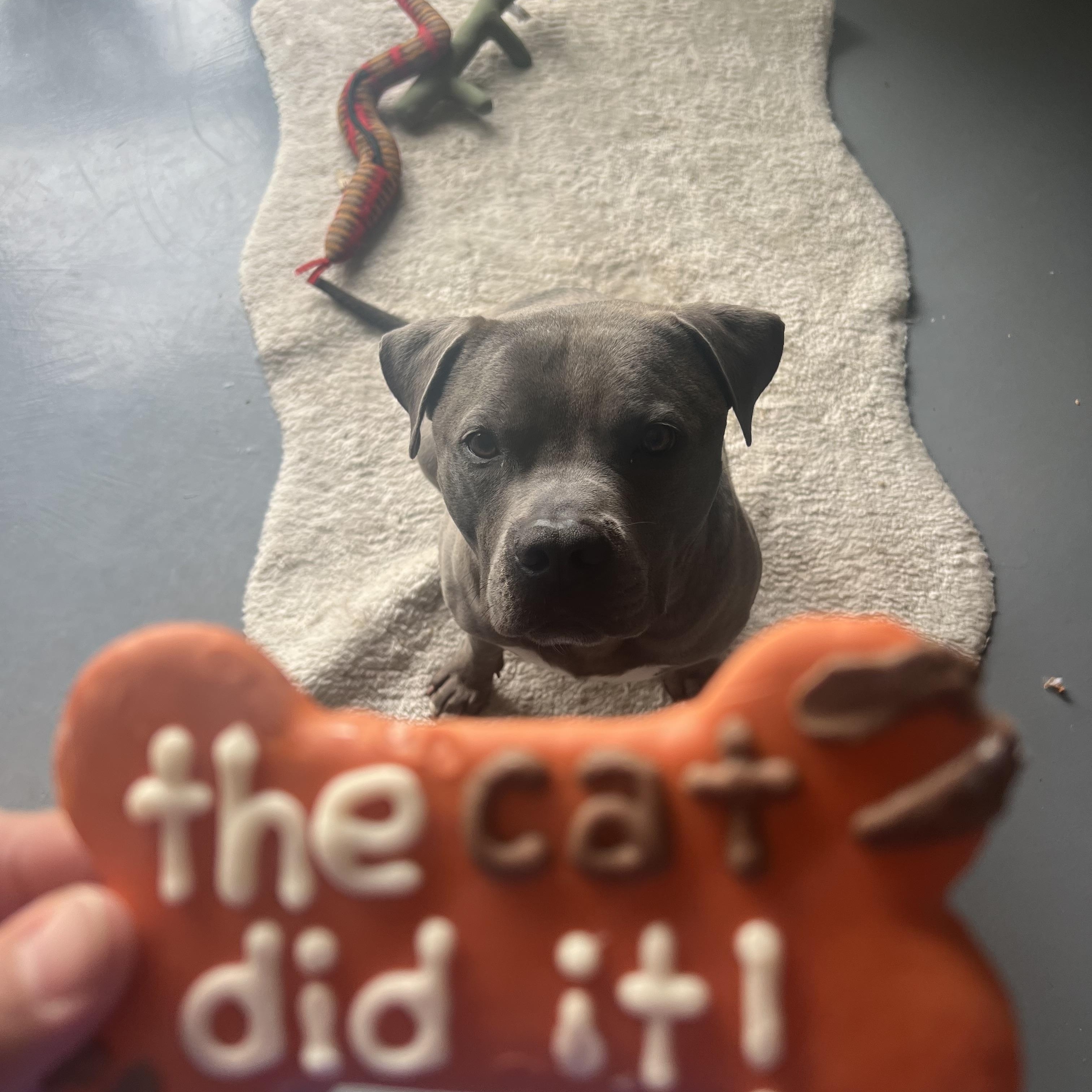 Enlarge Max, a ADOPTABLE American Staffordshire Terrier in Marina del Rey, CA image 5/6