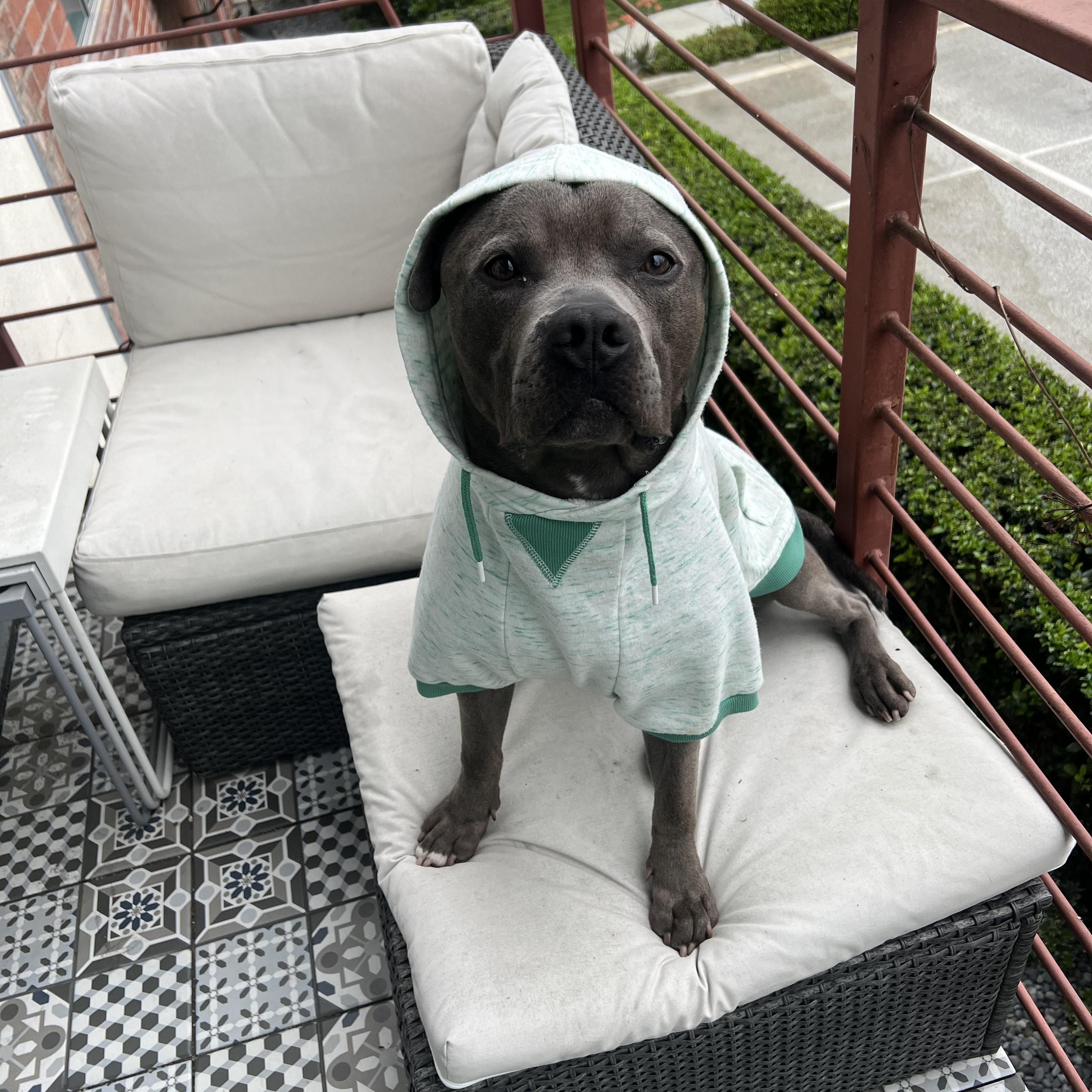 Enlarge Max, a ADOPTABLE American Staffordshire Terrier in Marina del Rey, CA image 2/6