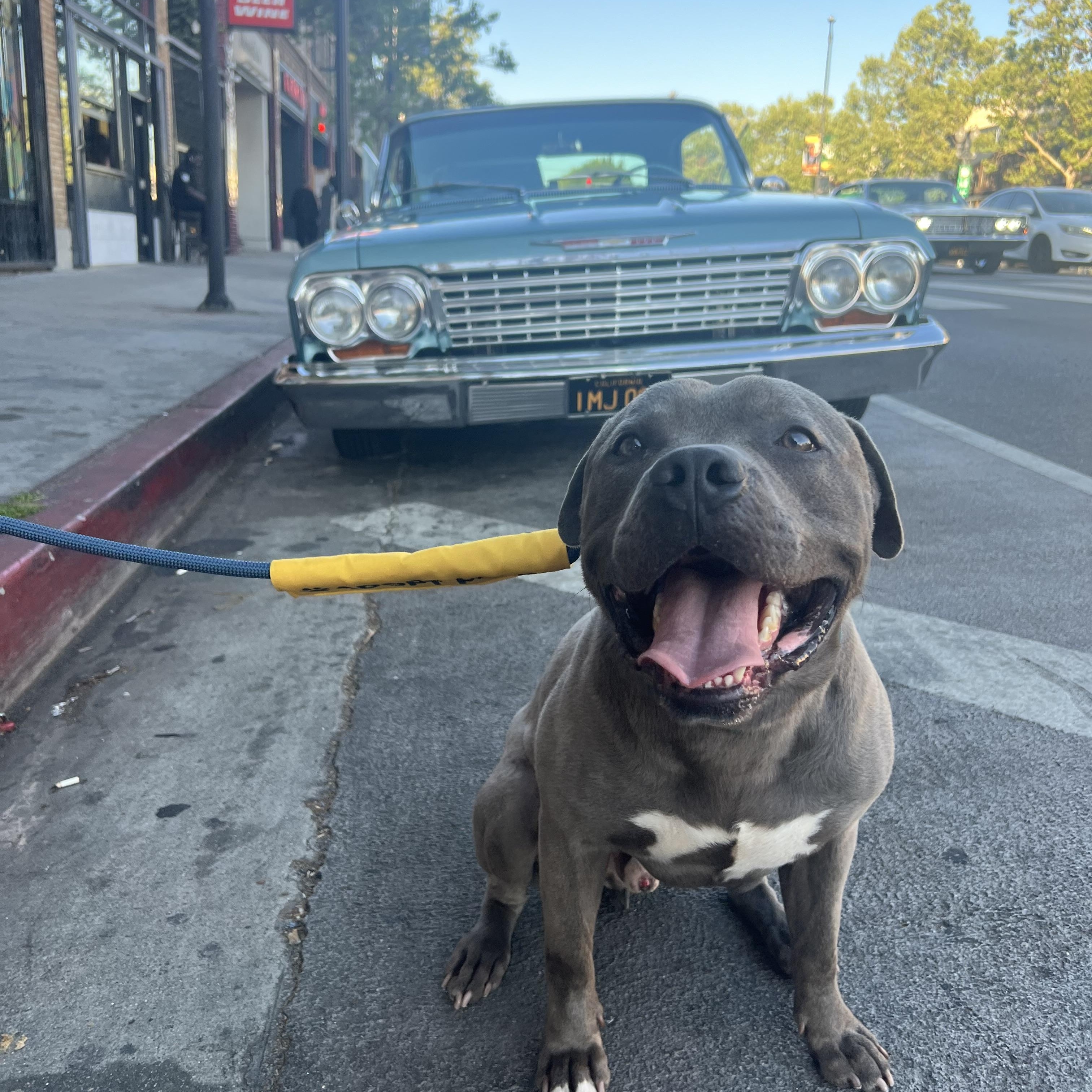 Max, ADOPTABLE, Adult Male American Staffordshire Terrier.