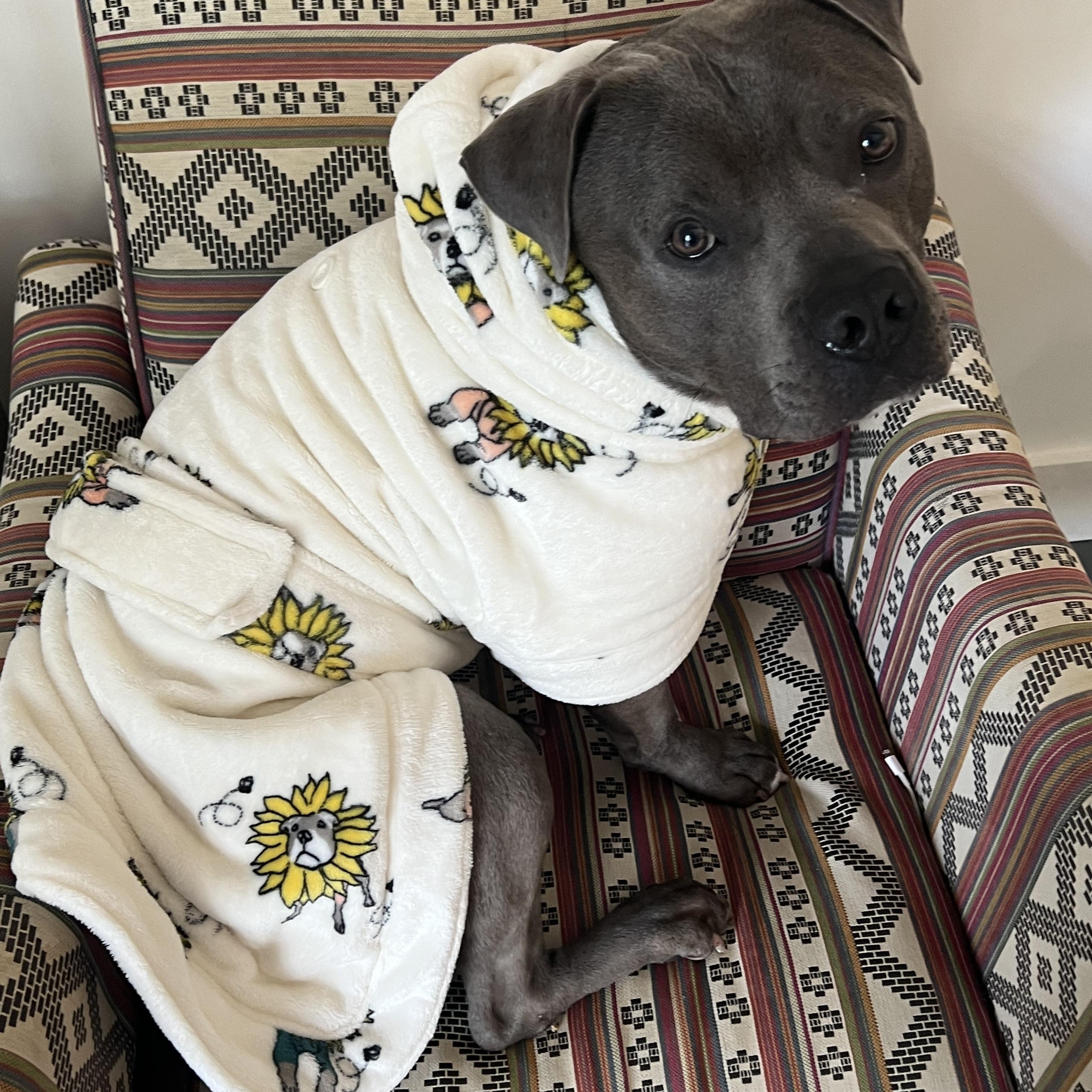 Enlarge Max, a ADOPTABLE American Staffordshire Terrier in Marina del Rey, CA image 3/6