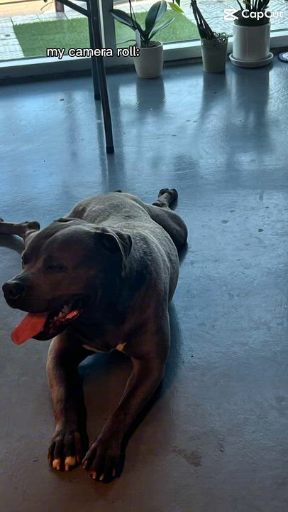 Enlarge Max, a ADOPTABLE American Staffordshire Terrier in Marina del Rey, CA video 4/6
