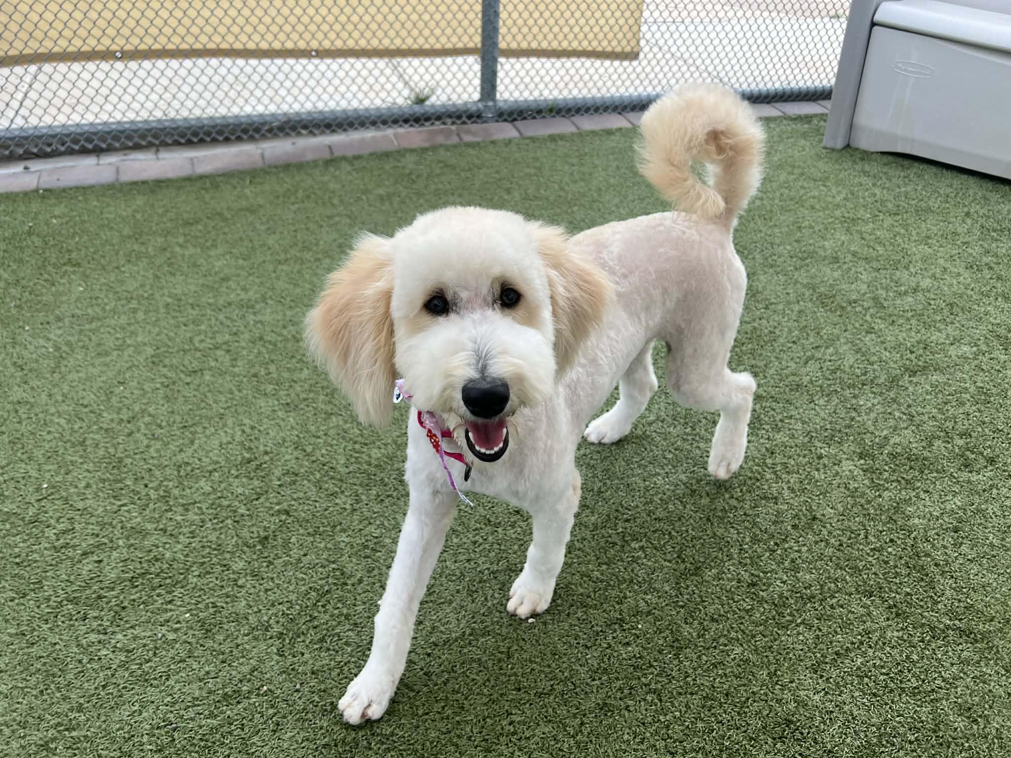 Tippi — thumbnail 2