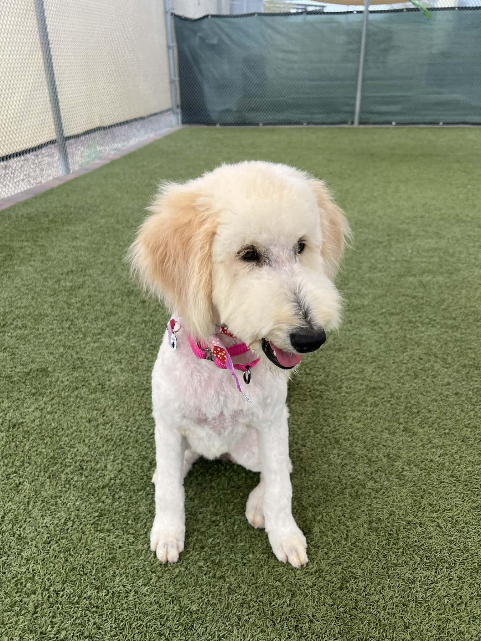 Tippi — thumbnail 3