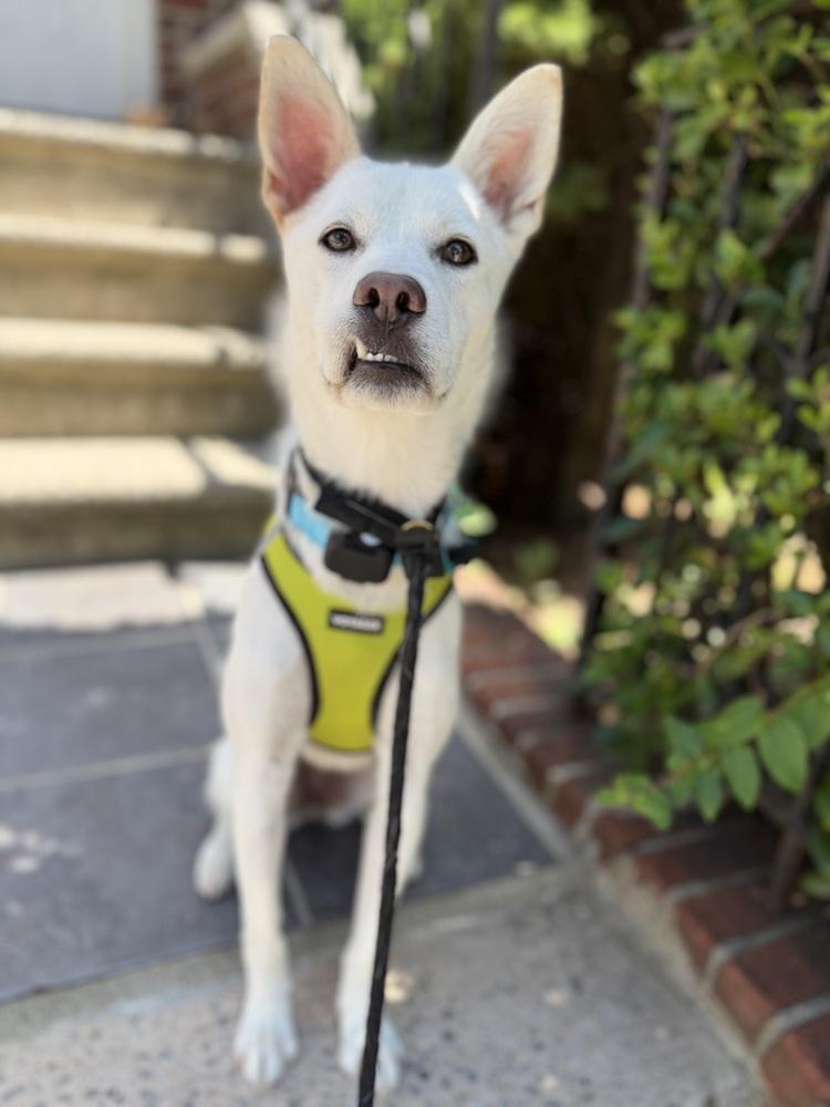 Lavi, Adoptable, Young Female Jindo.