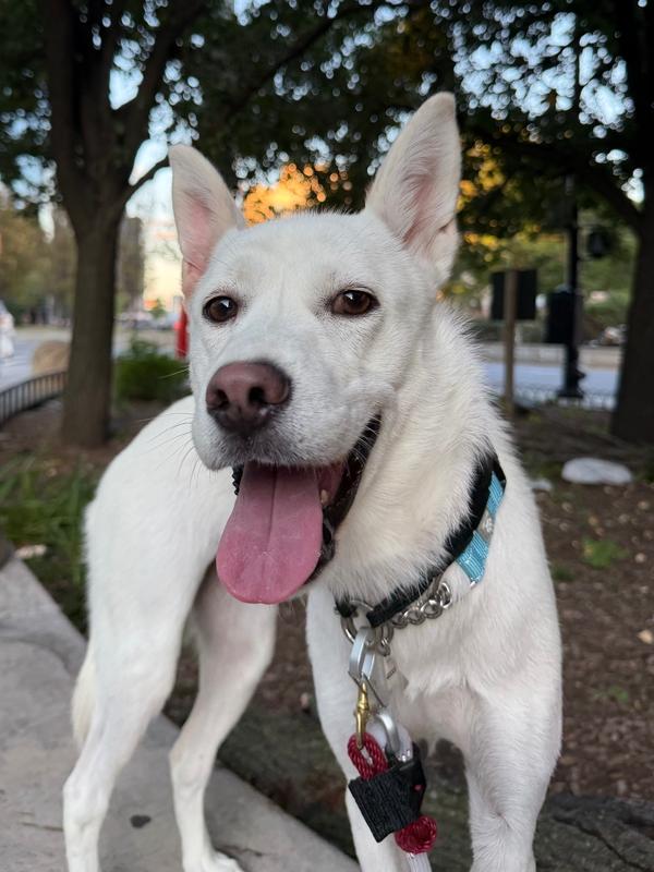 Enlarge Lavi, a Adoptable mixed breed in Long Island City, NY image 2/5
