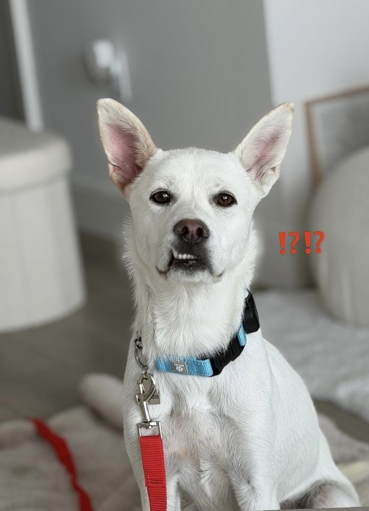Enlarge Lavi, a Adoptable mixed breed in Long Island City, NY image 3/5