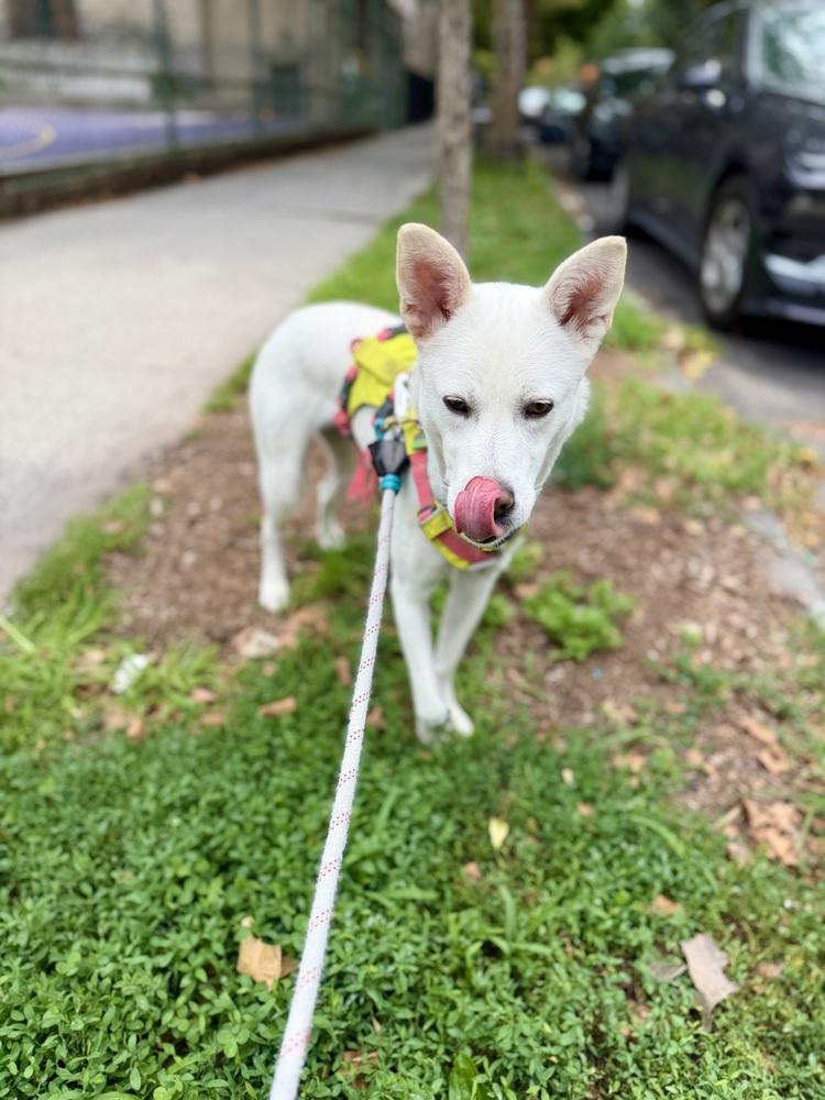 Enlarge Lavi, a Adoptable mixed breed in Long Island City, NY image 4/5