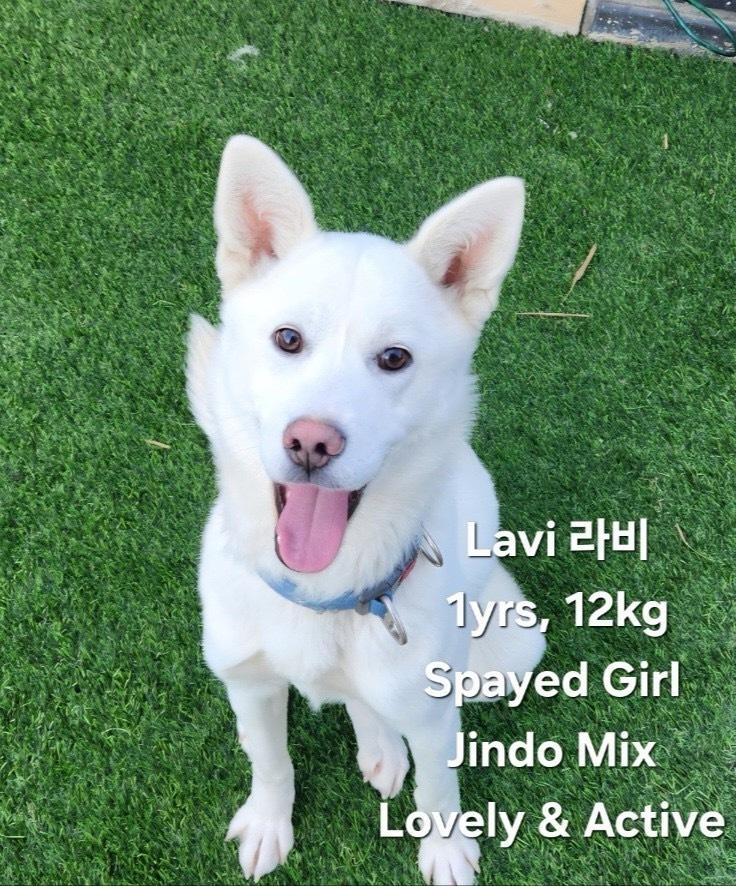 Lavi, Adoptable, Puppy Female Jindo.