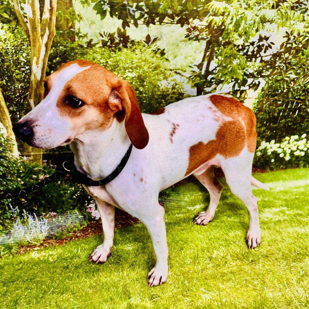 Enlarge Buck, a Adoptable mixed breed in Franklin, NC image 6/6