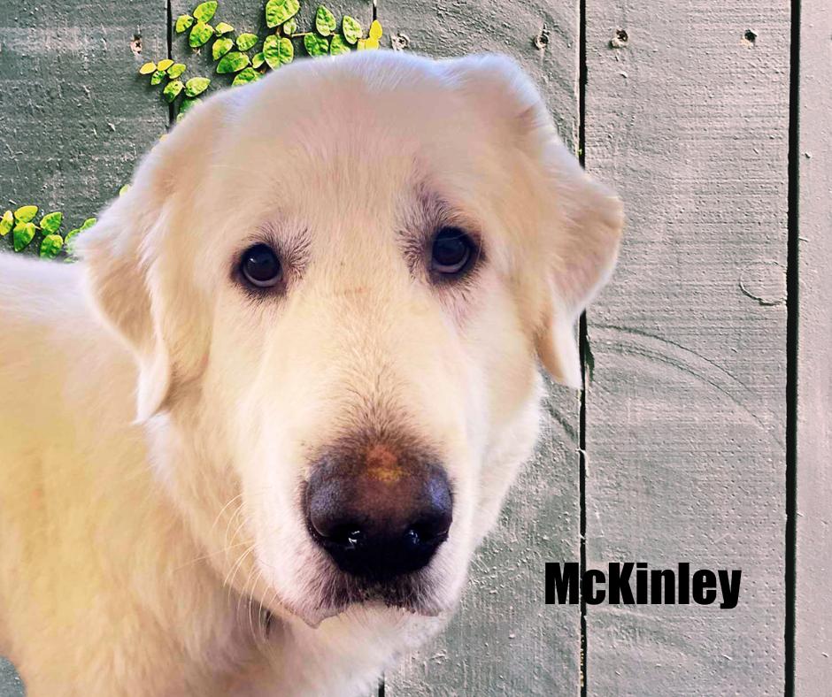 Enlarge McKinley, a Adopted Great Pyrenees in Marshville, NC image 1/3
