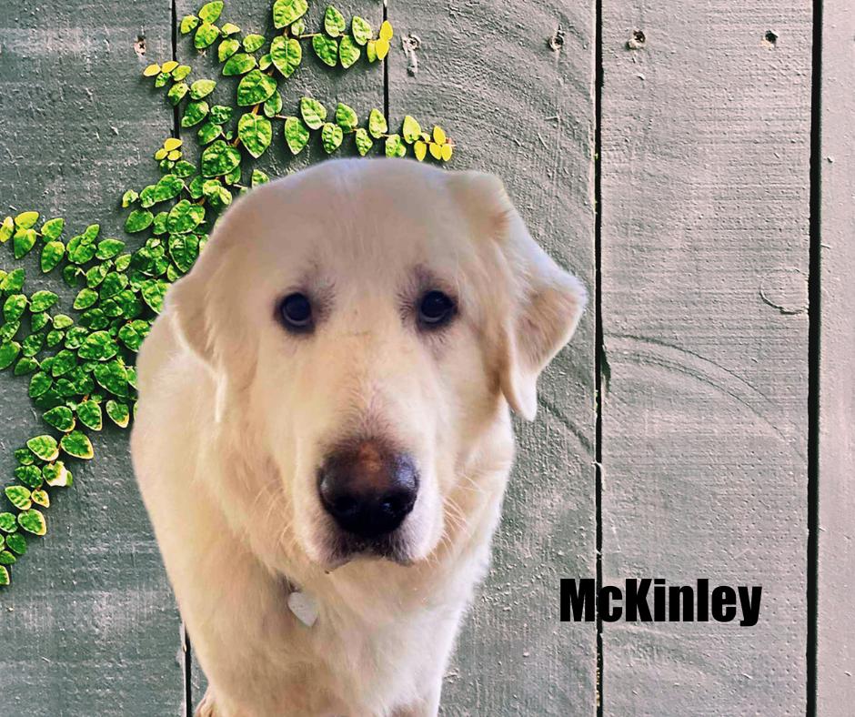 Enlarge McKinley, a Adopted Great Pyrenees in Marshville, NC image 2/3