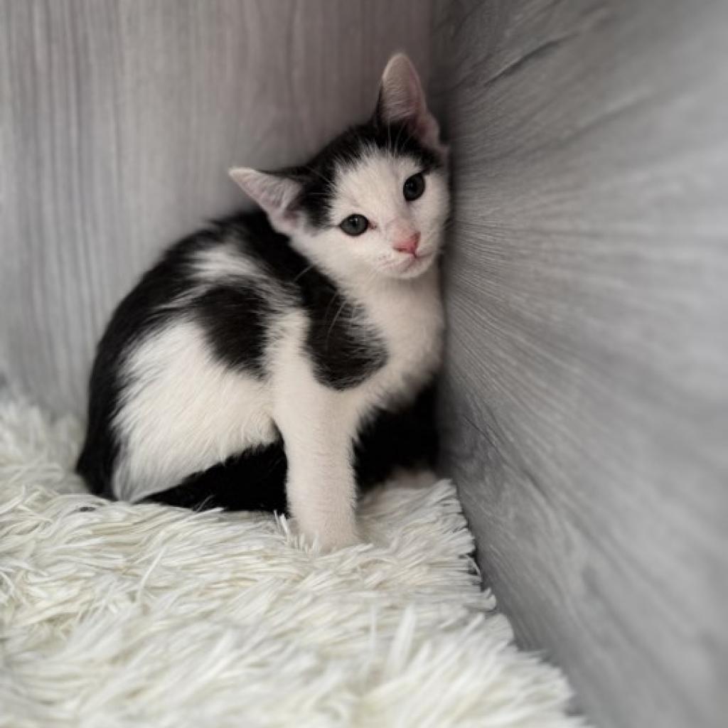 Hawk, Adoptable, Adult Male Domestic Short Hair.