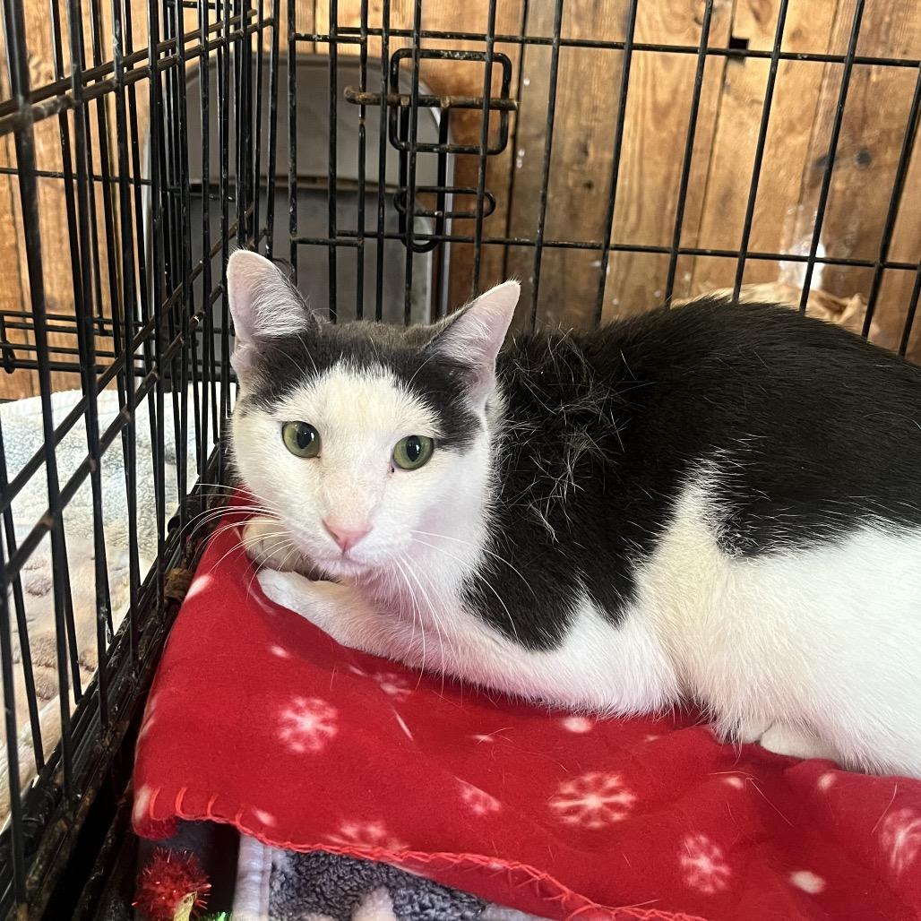Enlarge Hawk, a Adoptable Domestic Short Hair in Pasadena , MD image 2/2