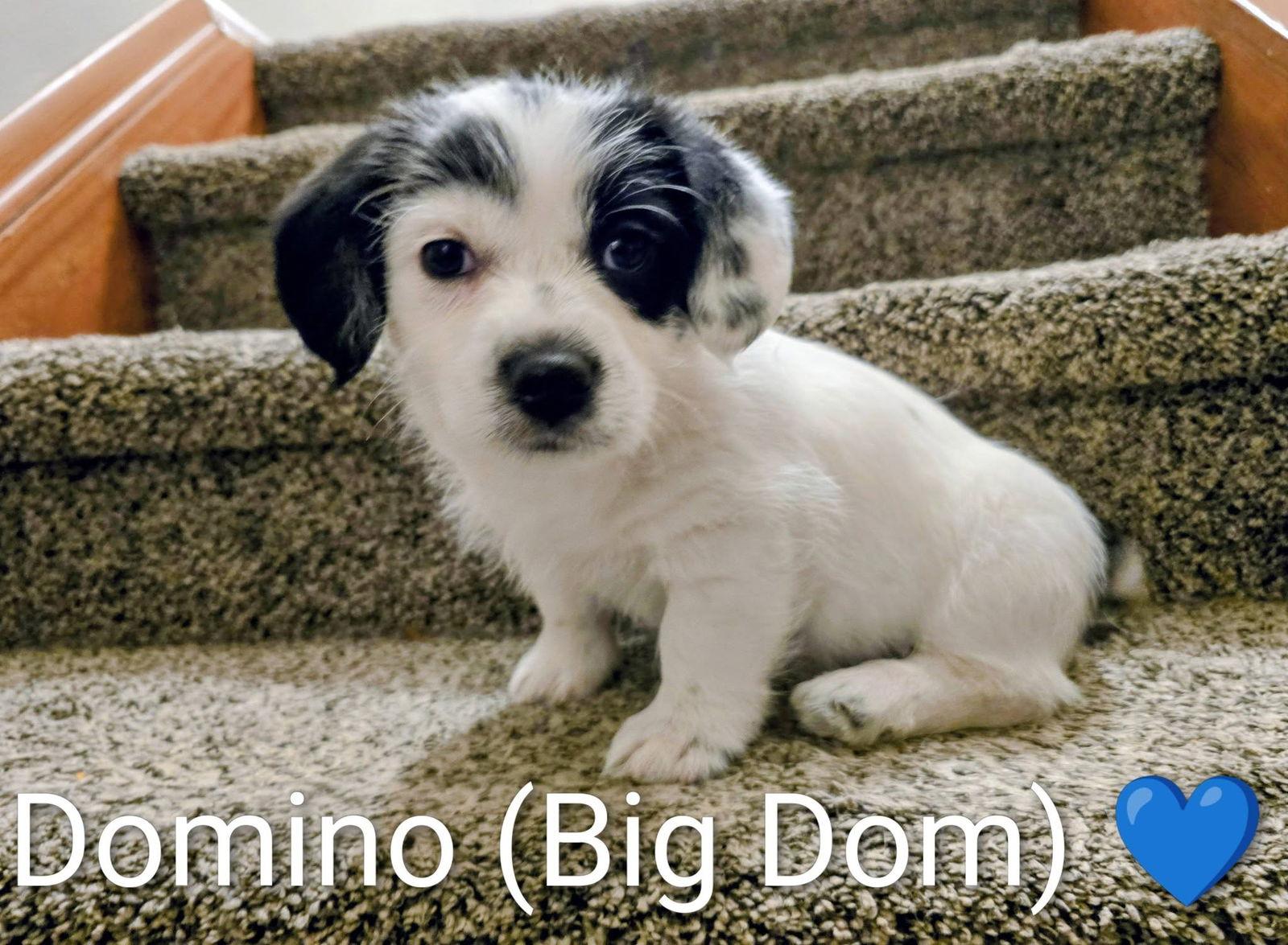 Pippin's Puppies  Domino