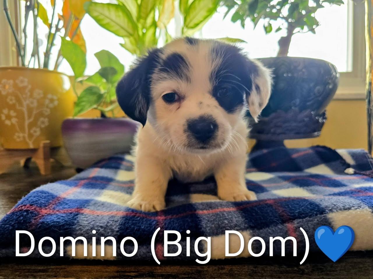 Pippin's Puppies  Domino thumbnail 2