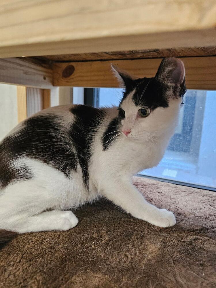 Chellowee, Adoptable, Young Male Domestic Short Hair.