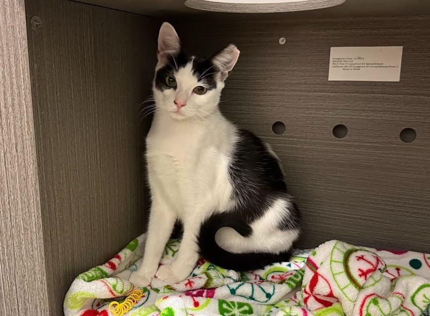 Chellowee, a Adoptable Domestic Short Hair in Hudson, NH image 2/3
