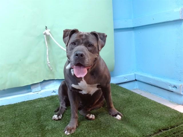 Enlarge MILEY, a Adoptable Pit Bull Terrier in Gardena, CA image 1/1