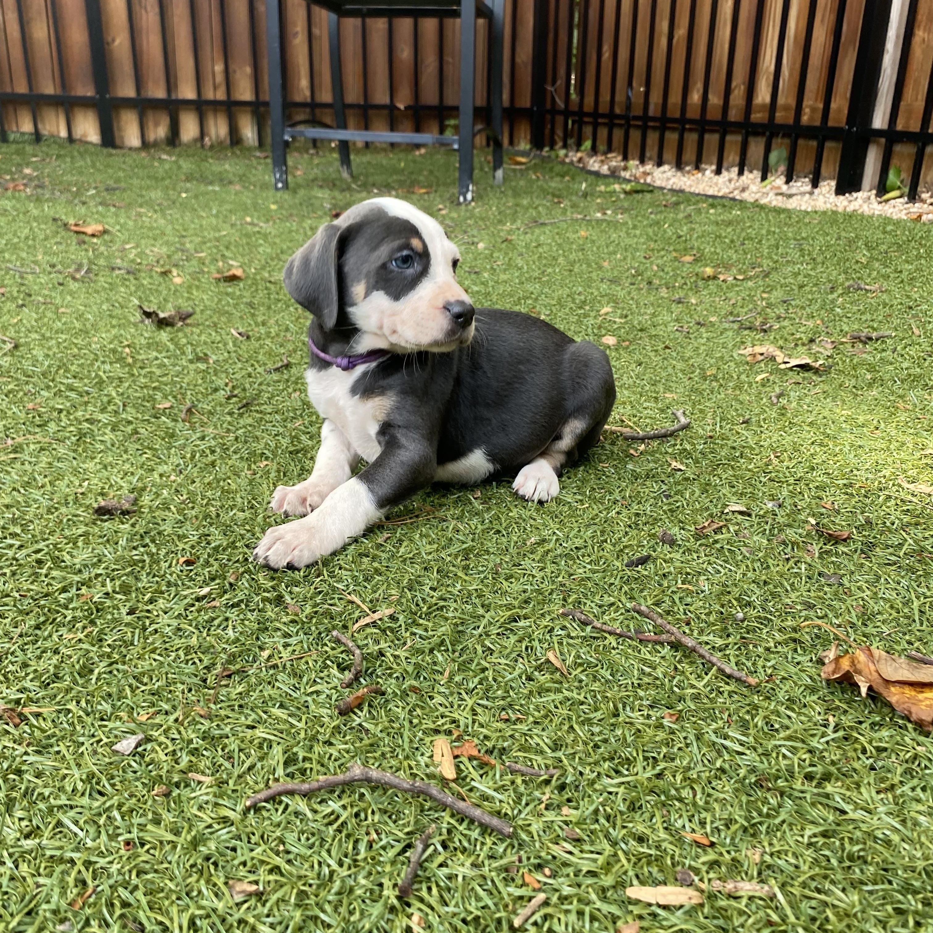Enlarge Merit, an adopted mixed breed in Charlotte, NC image 3/3