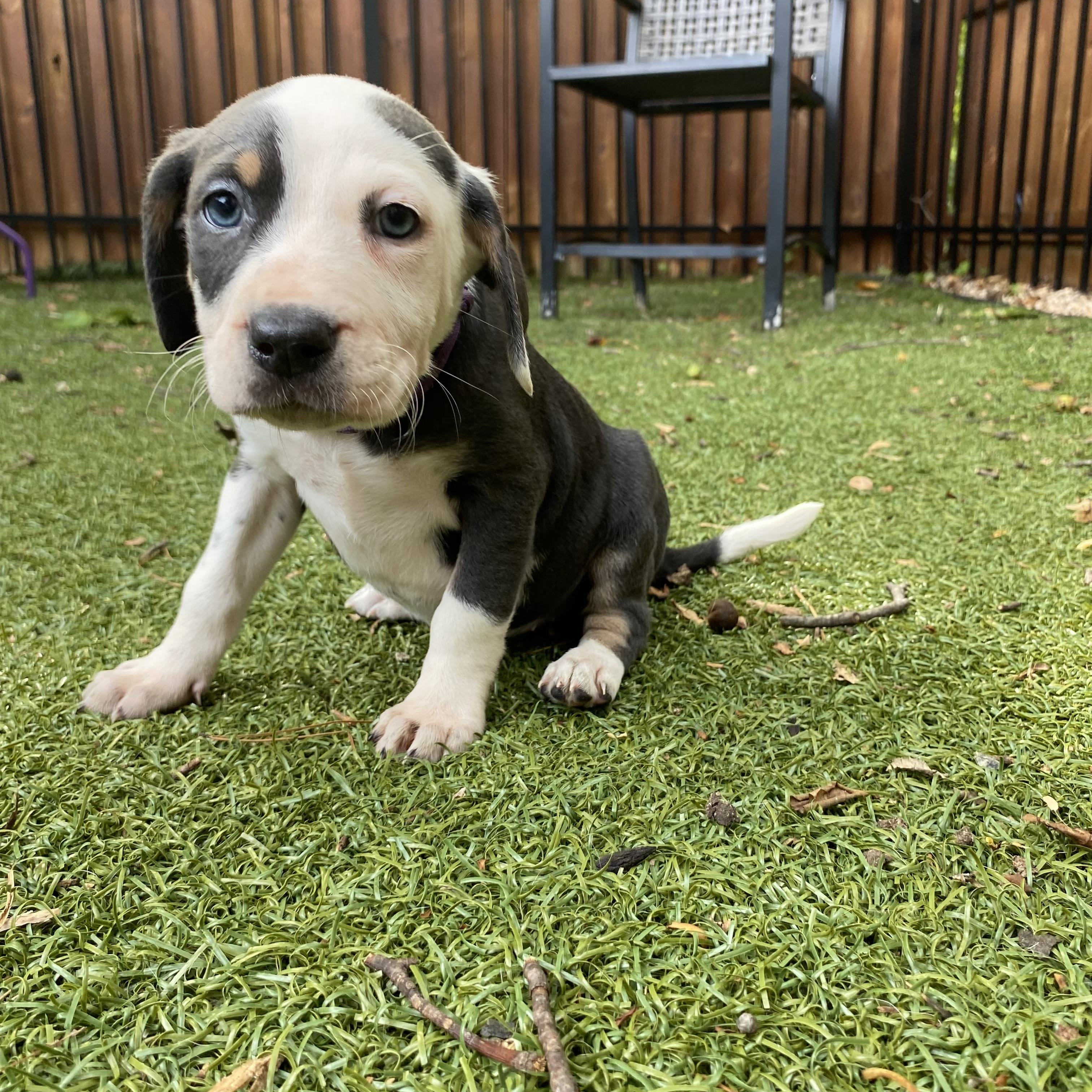Enlarge Merit, an adopted mixed breed in Charlotte, NC image 1/3