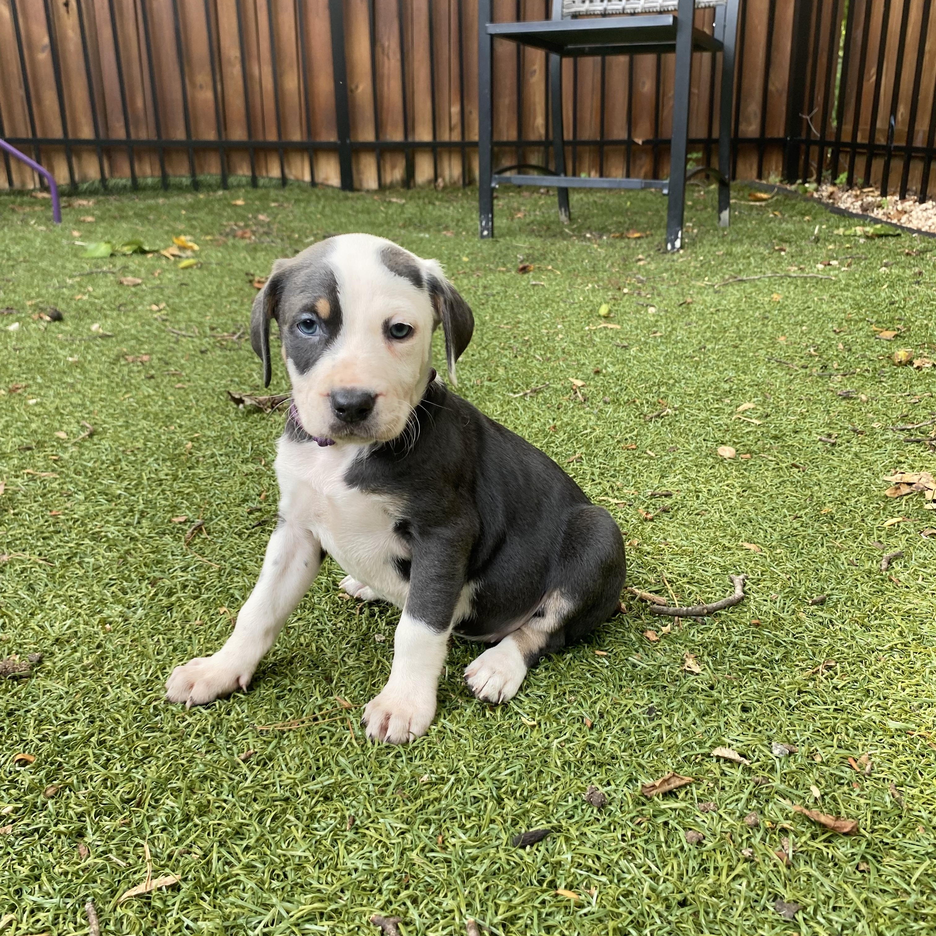 Enlarge Merit, an adopted mixed breed in Charlotte, NC image 2/3