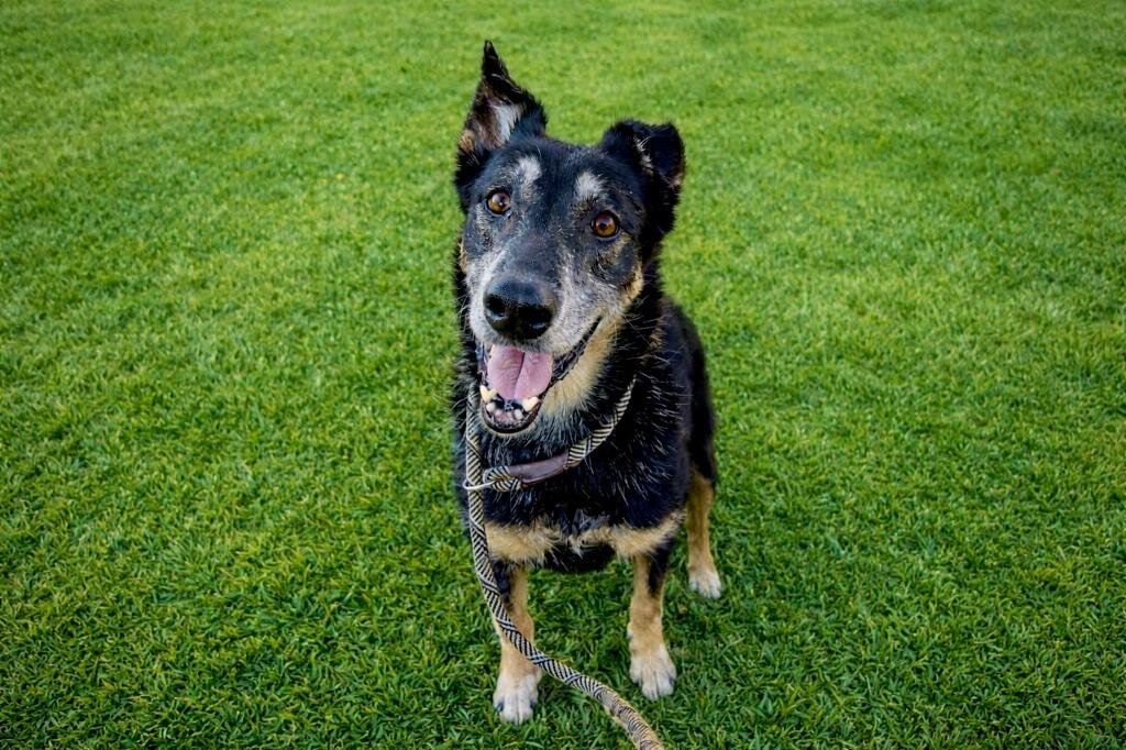 Enlarge Chispa, a Adoptable mixed breed in Sebastian, FL image 1/6