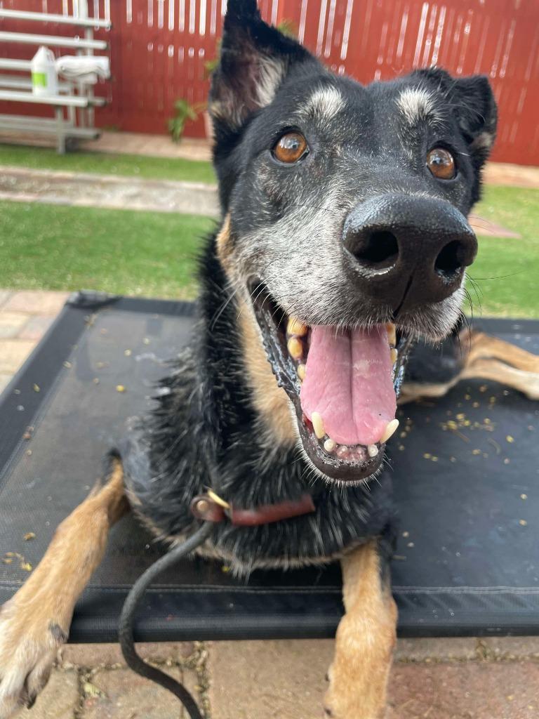 Enlarge Chispa, a Adoptable mixed breed in Sebastian, FL image 2/6