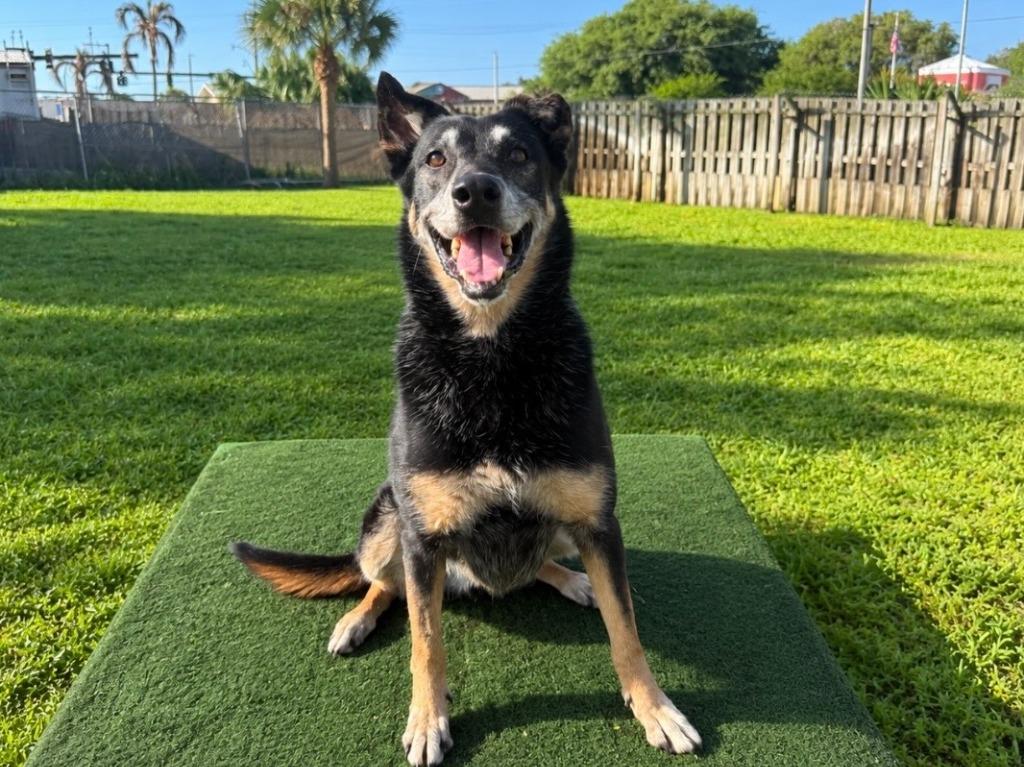 Enlarge Chispa, a Adoptable mixed breed in Sebastian, FL image 2/6