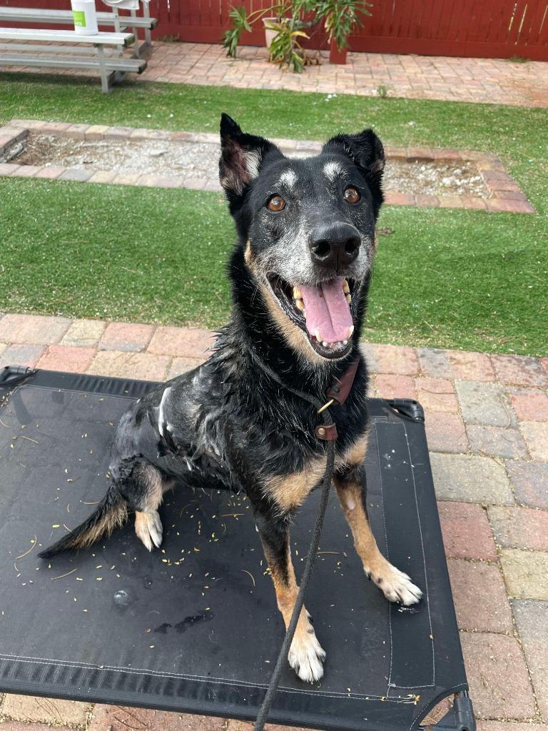 Enlarge Chispa, a Adoptable mixed breed in Sebastian, FL image 4/6