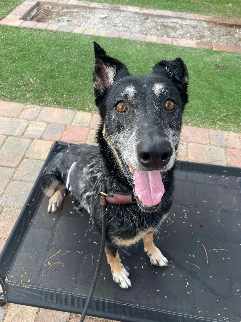 Enlarge Chispa, a Adoptable mixed breed in Sebastian, FL image 5/6