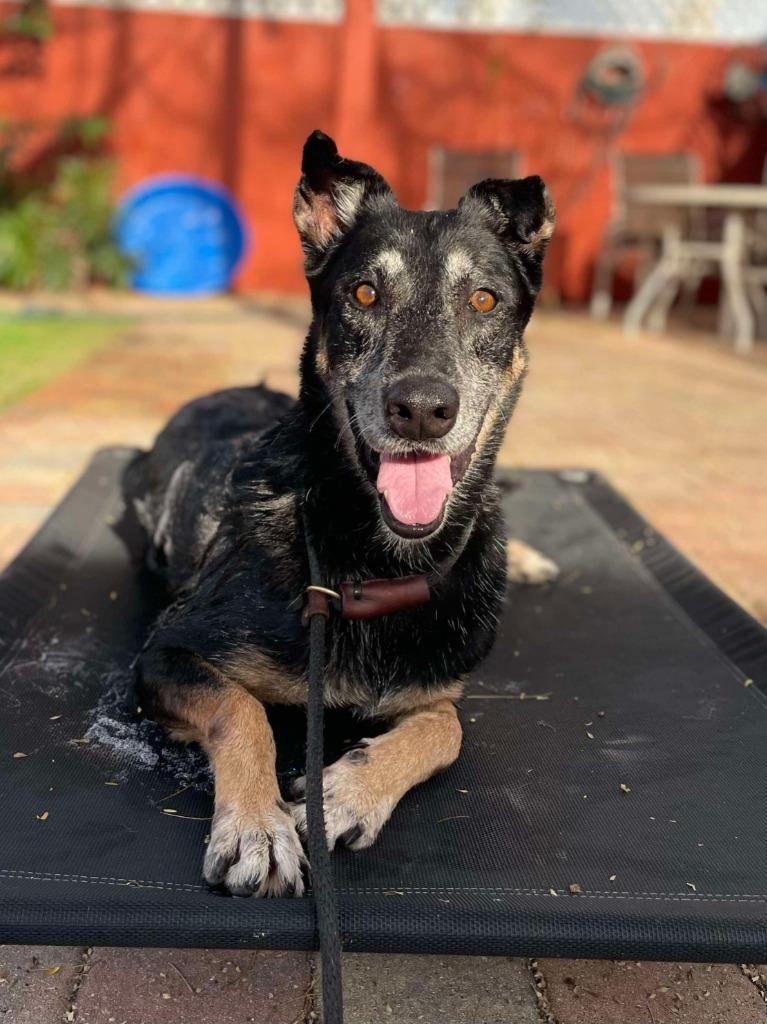 Enlarge Chispa, a Adoptable mixed breed in Sebastian, FL image 6/6