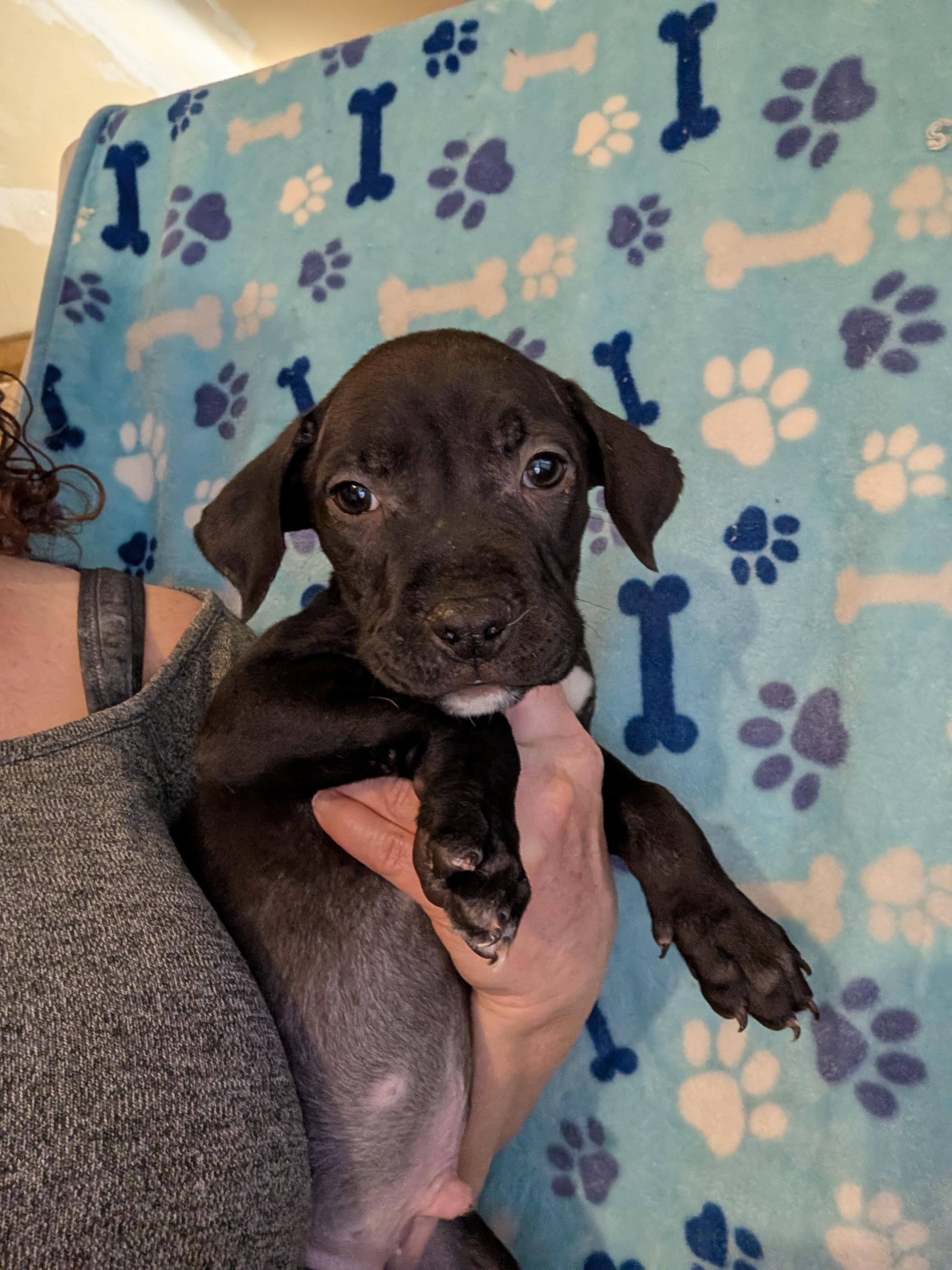JETT, ADOPTABLE, Puppy Male Pit Bull Terrier.