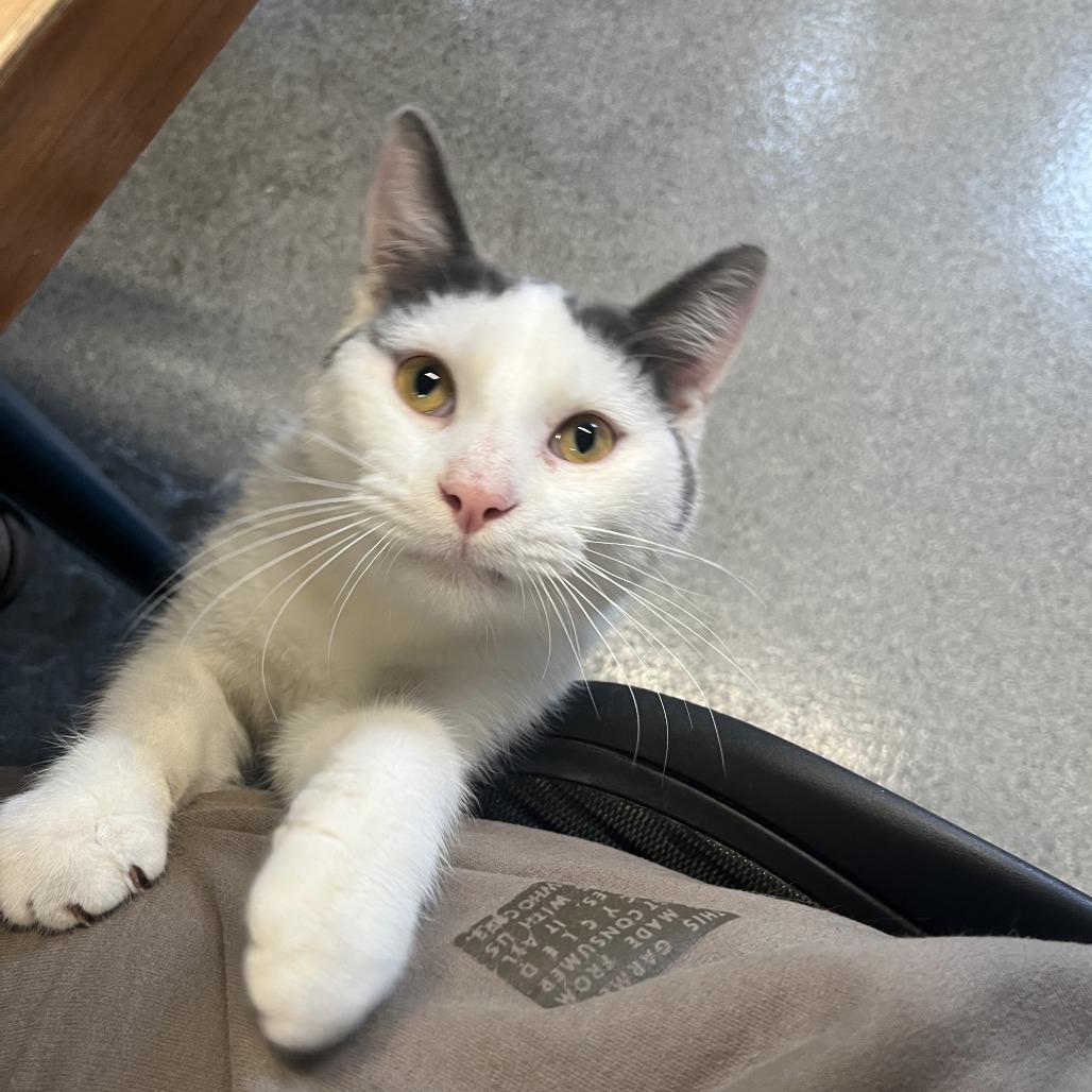 Sussex, a Adoptable Domestic Short Hair in Chicago, IL image 1/6