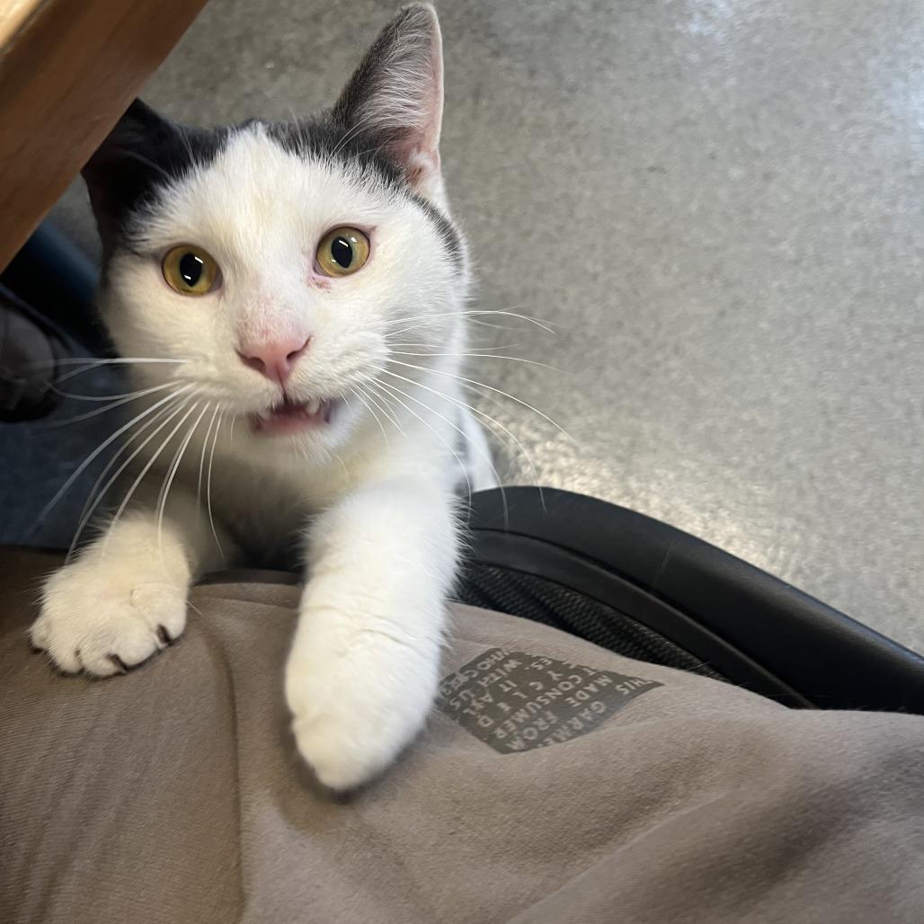 Sussex, a Adoptable Domestic Short Hair in Chicago, IL image 2/6