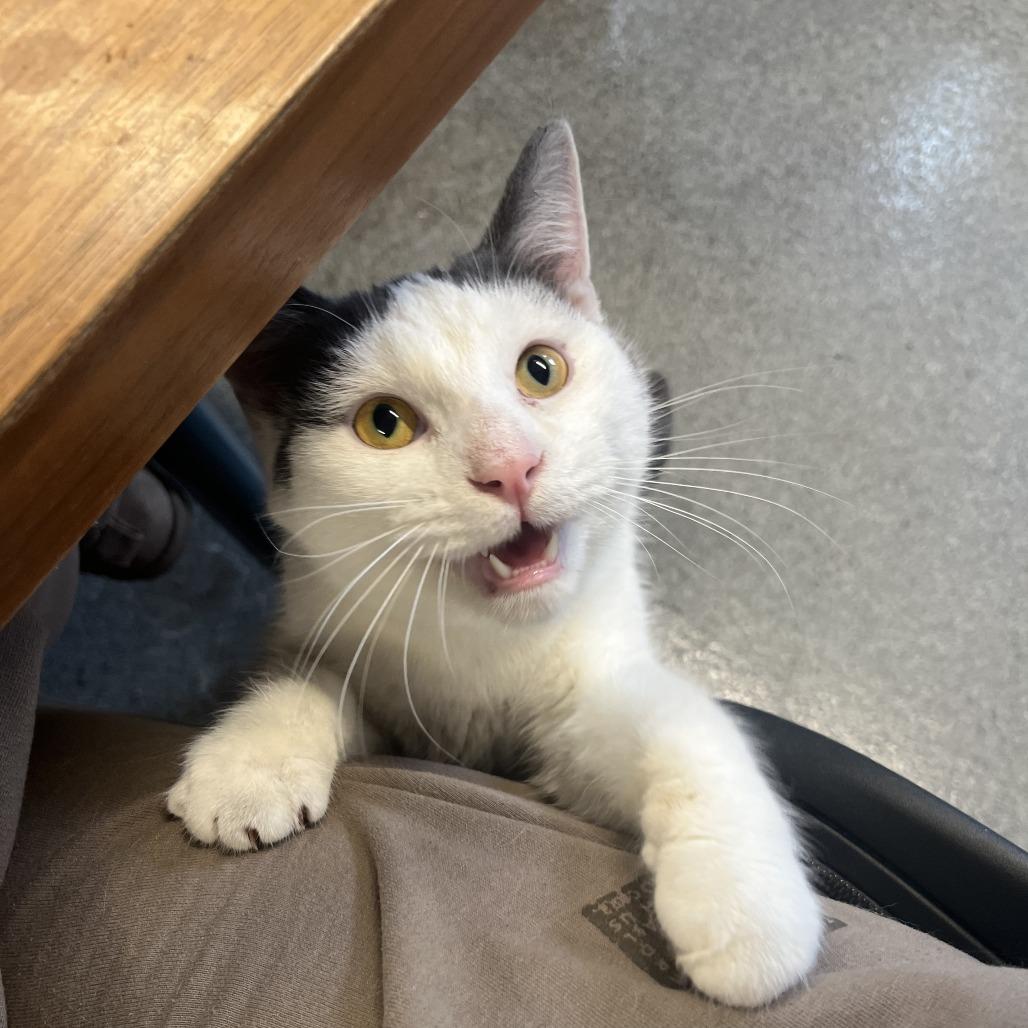 Sussex, a Adoptable Domestic Short Hair in Chicago, IL image 3/6