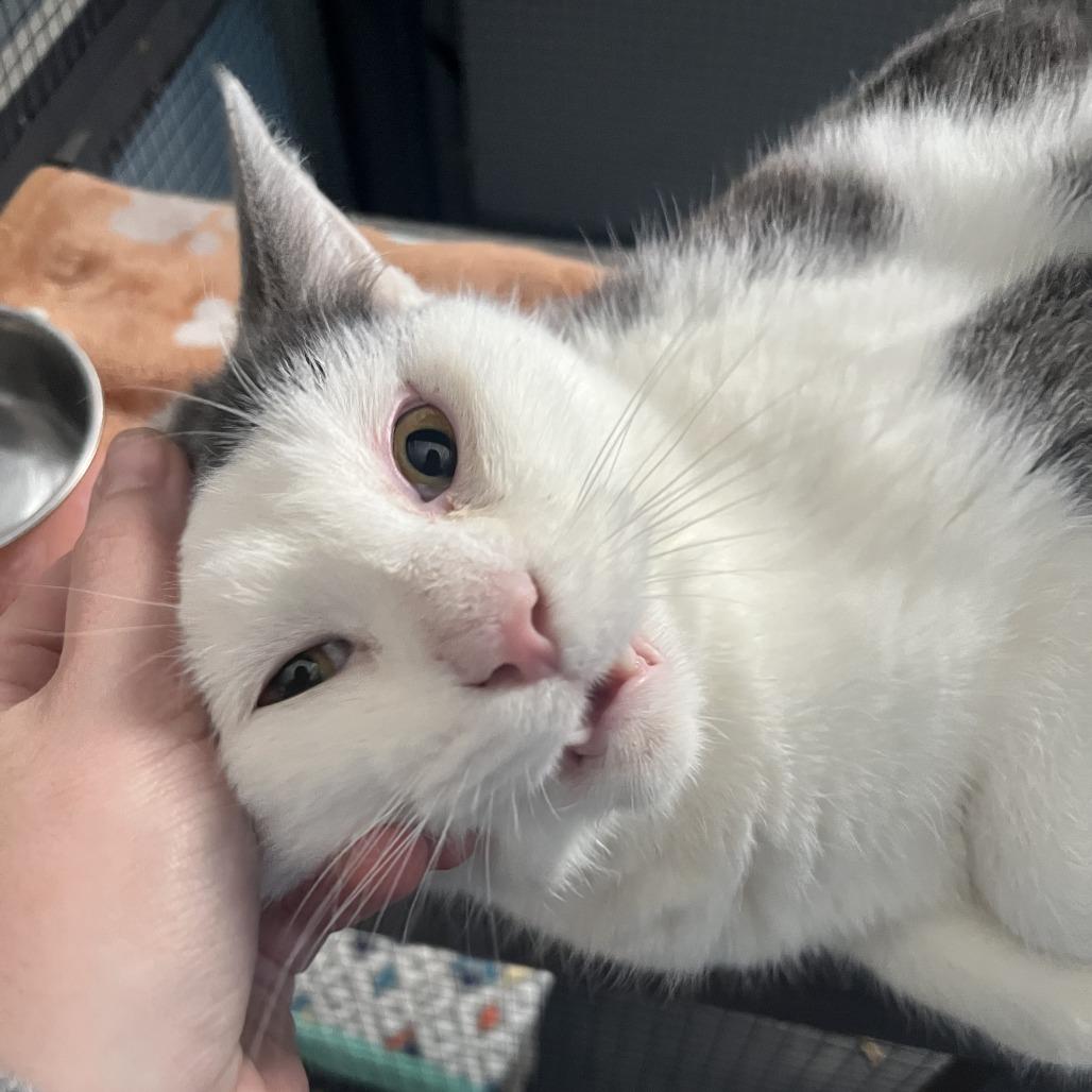 Sussex, a Adoptable Domestic Short Hair in Chicago, IL image 4/6