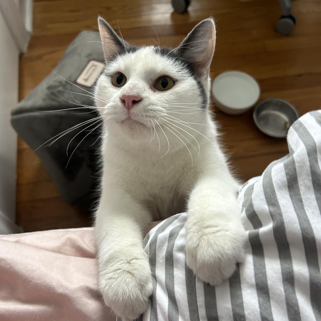 Sussex, Adoptable, Adult Male Domestic Short Hair.