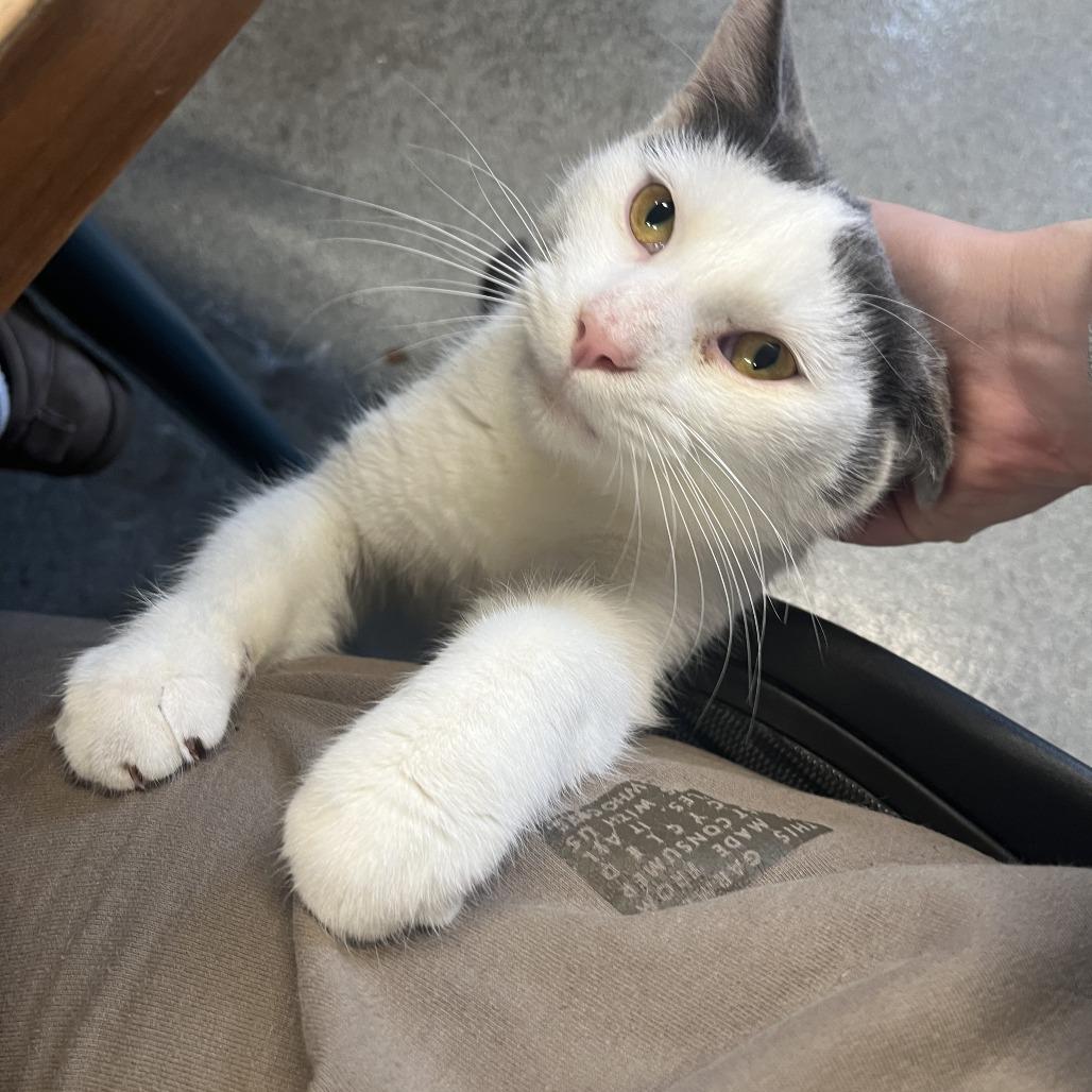 Sussex, a Adoptable Domestic Short Hair in Chicago, IL image 6/6