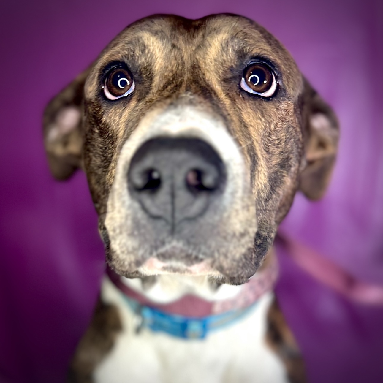 Willow, Adult Female Pit Bull Terrier