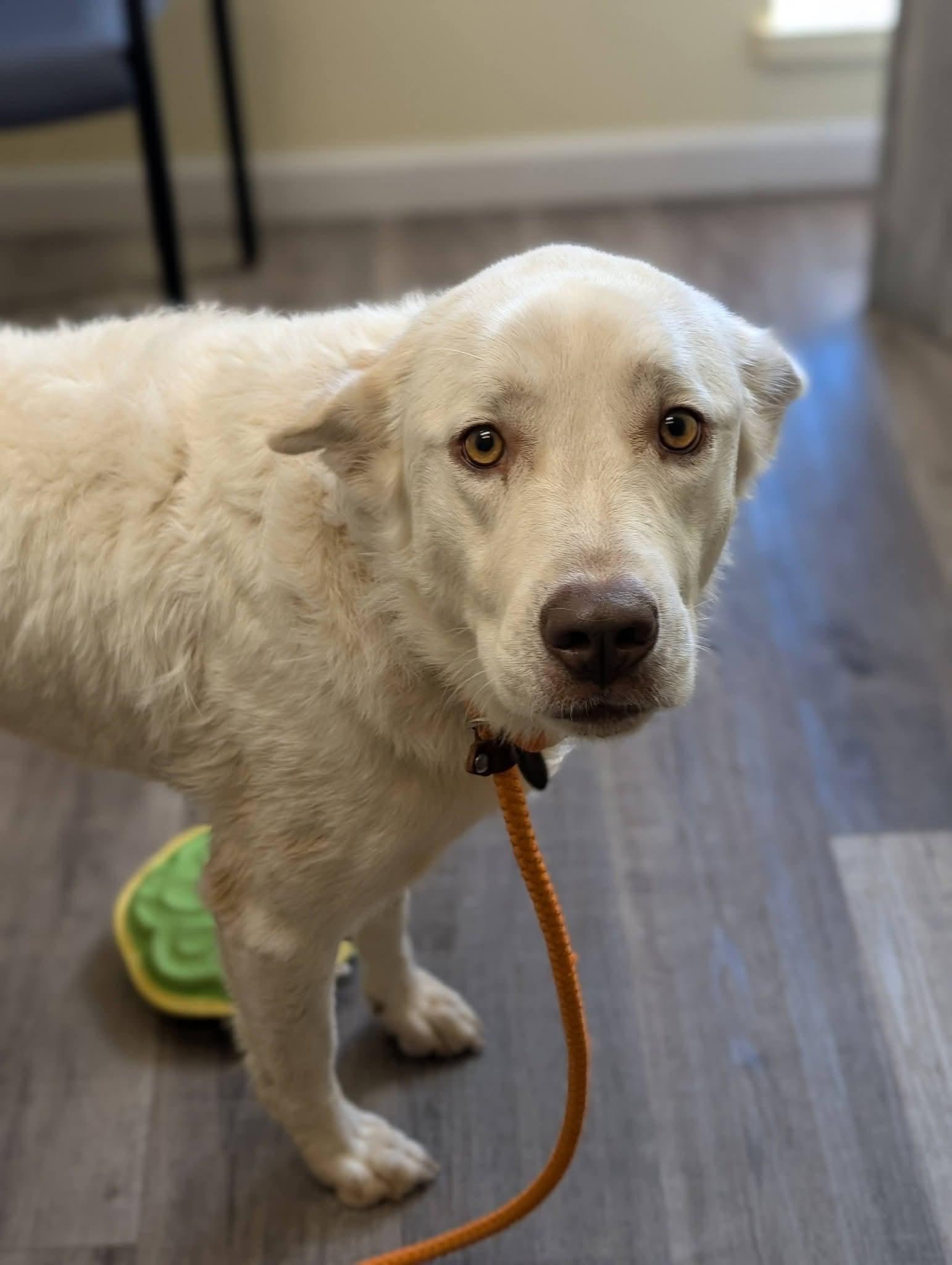Enlarge LUNA 425, a Adoptable mixed breed in Milwaukee, WI image 6/6
