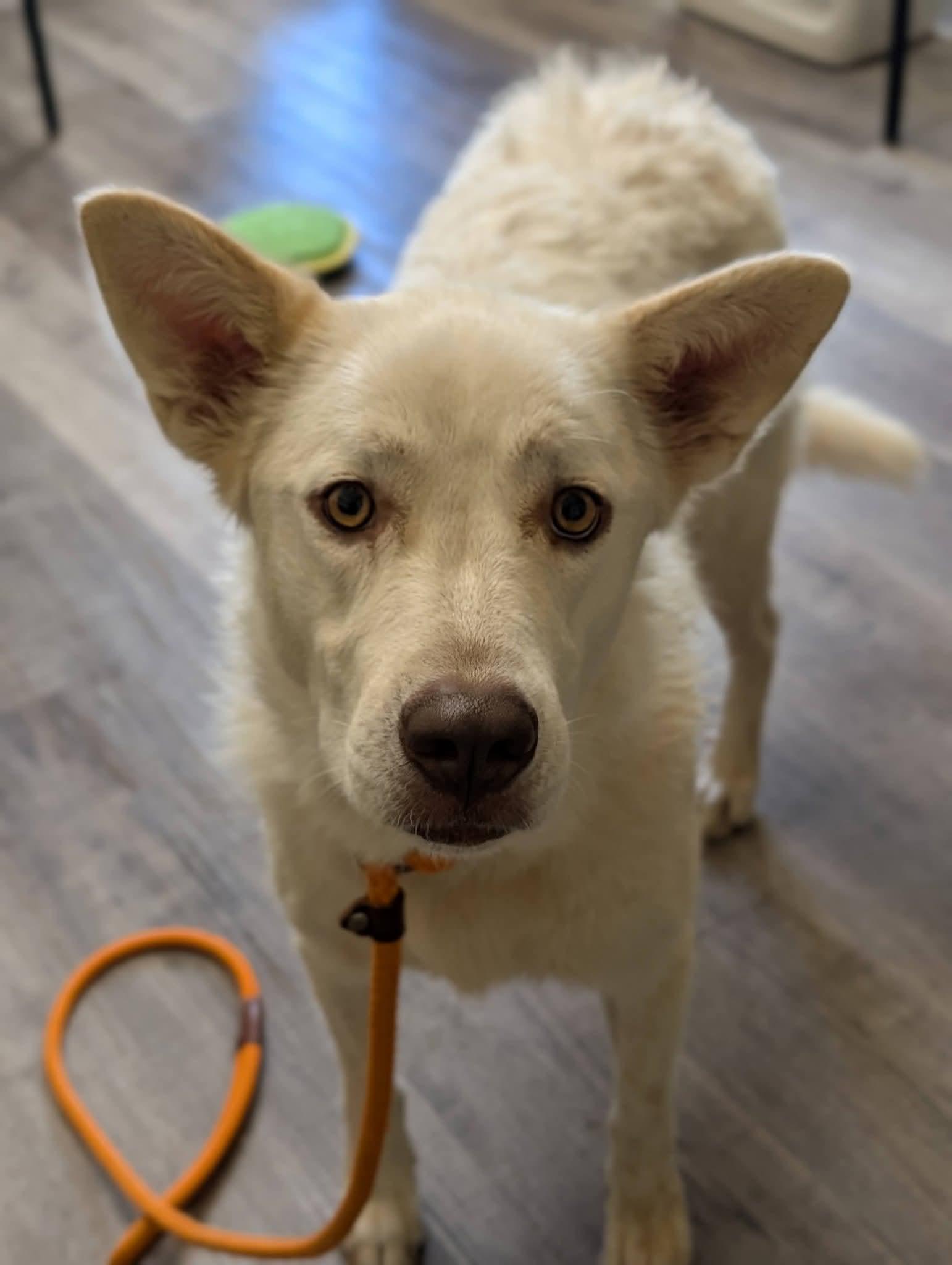 Enlarge LUNA 425, a Adoptable mixed breed in Milwaukee, WI image 2/6