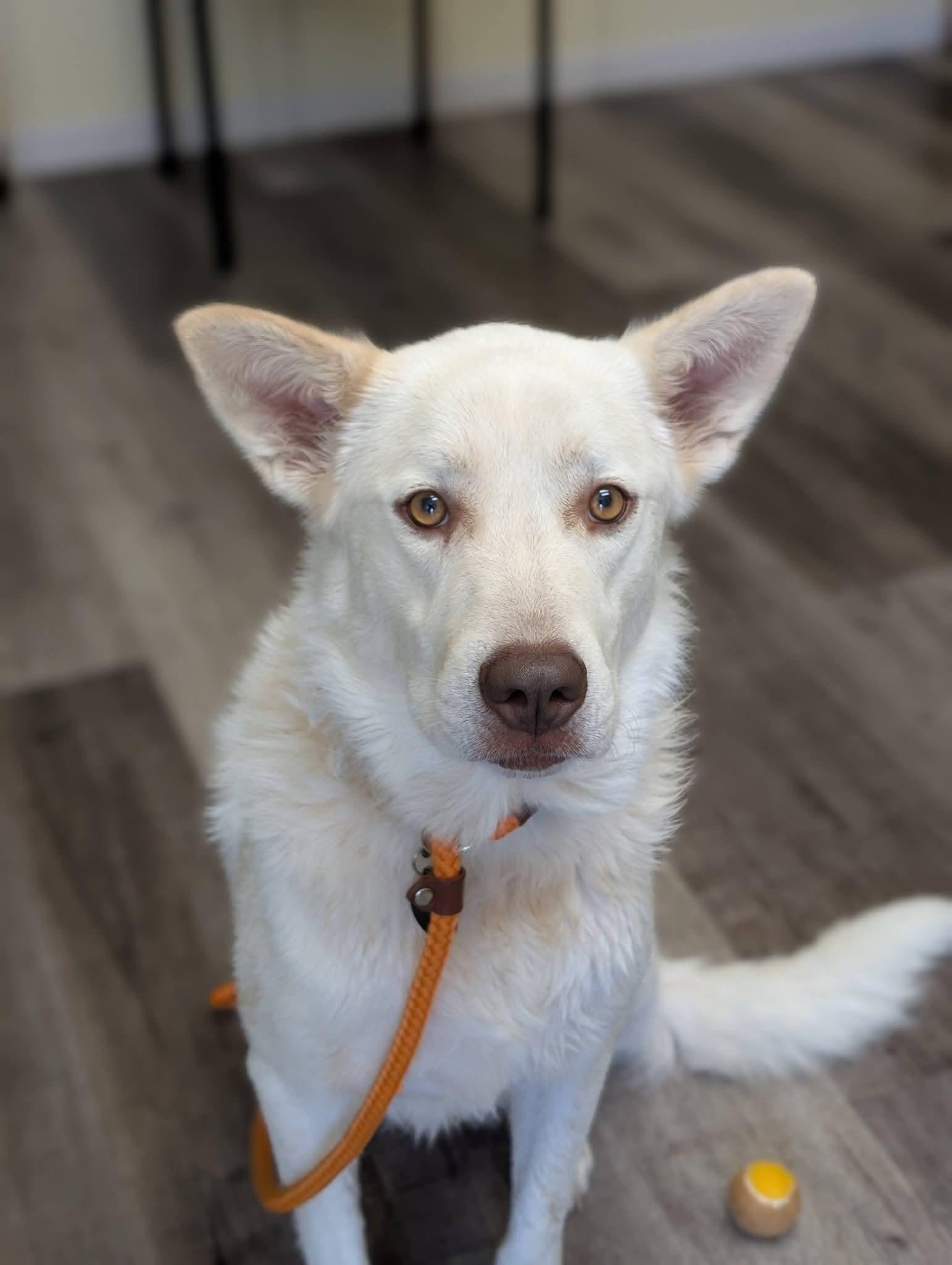 Enlarge LUNA 425, a Adoptable mixed breed in Milwaukee, WI image 1/6