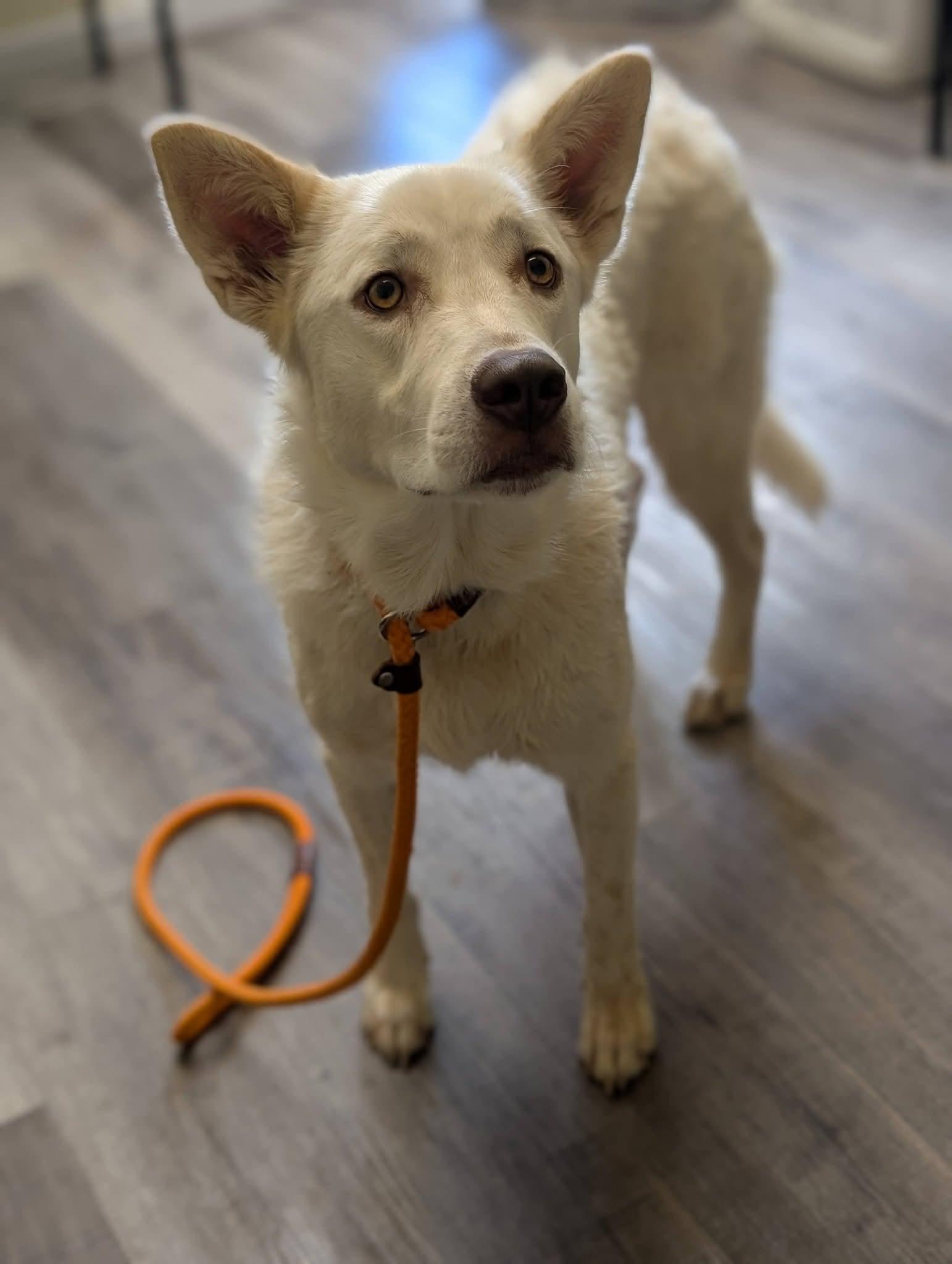 Enlarge LUNA 425, a Adoptable mixed breed in Milwaukee, WI image 5/6
