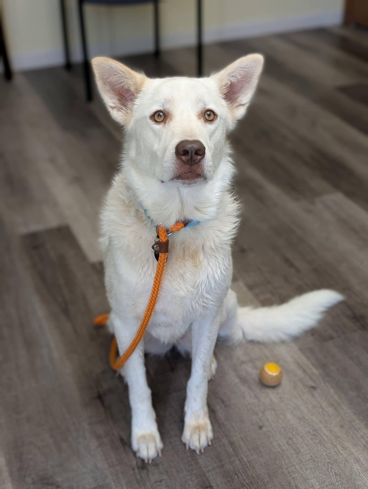 Enlarge LUNA 425, a Adoptable mixed breed in Milwaukee, WI image 3/6