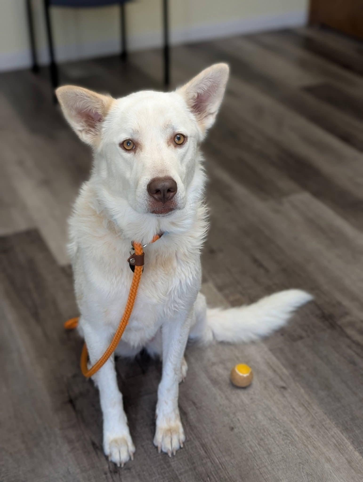 Enlarge LUNA 425, a Adoptable mixed breed in Milwaukee, WI image 4/6