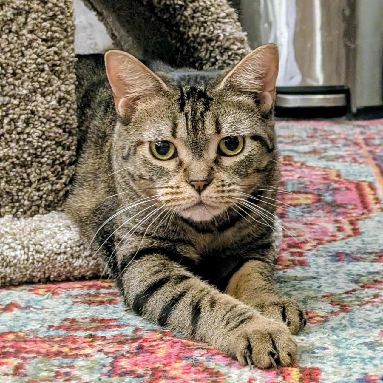 Enlarge Eloise, a Adoptable Domestic Short Hair in Clearwater, FL image 3/5