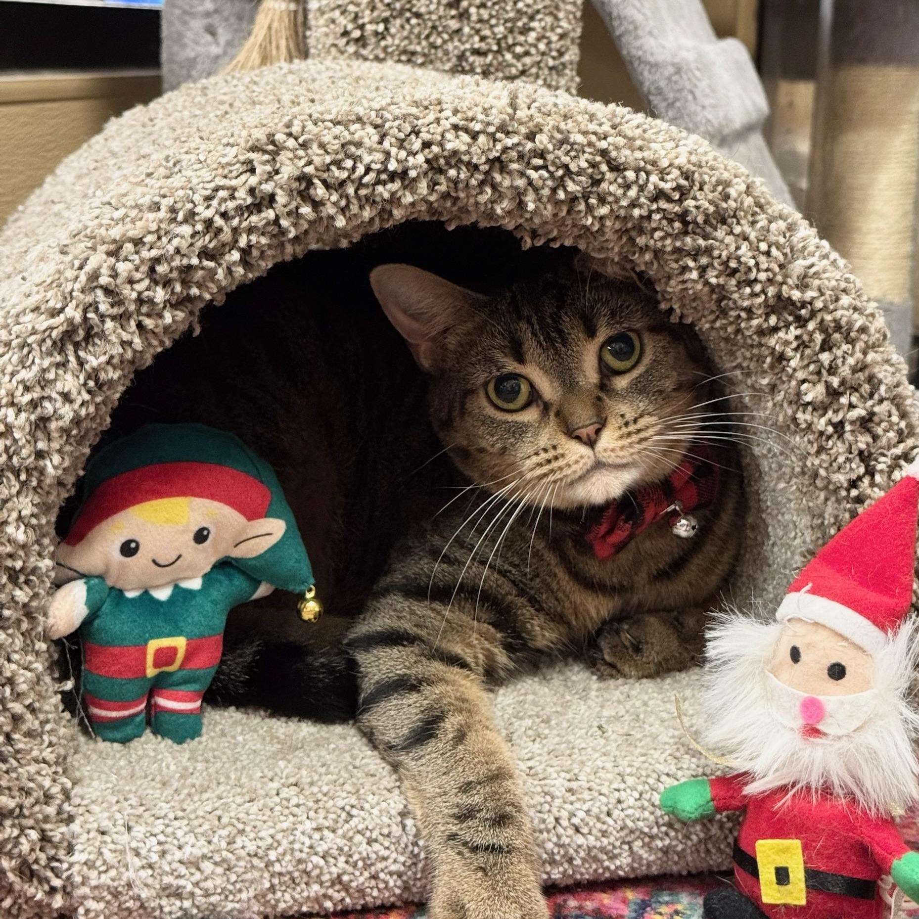 Enlarge Eloise, a Adoptable Domestic Short Hair in Clearwater, FL image 1/5