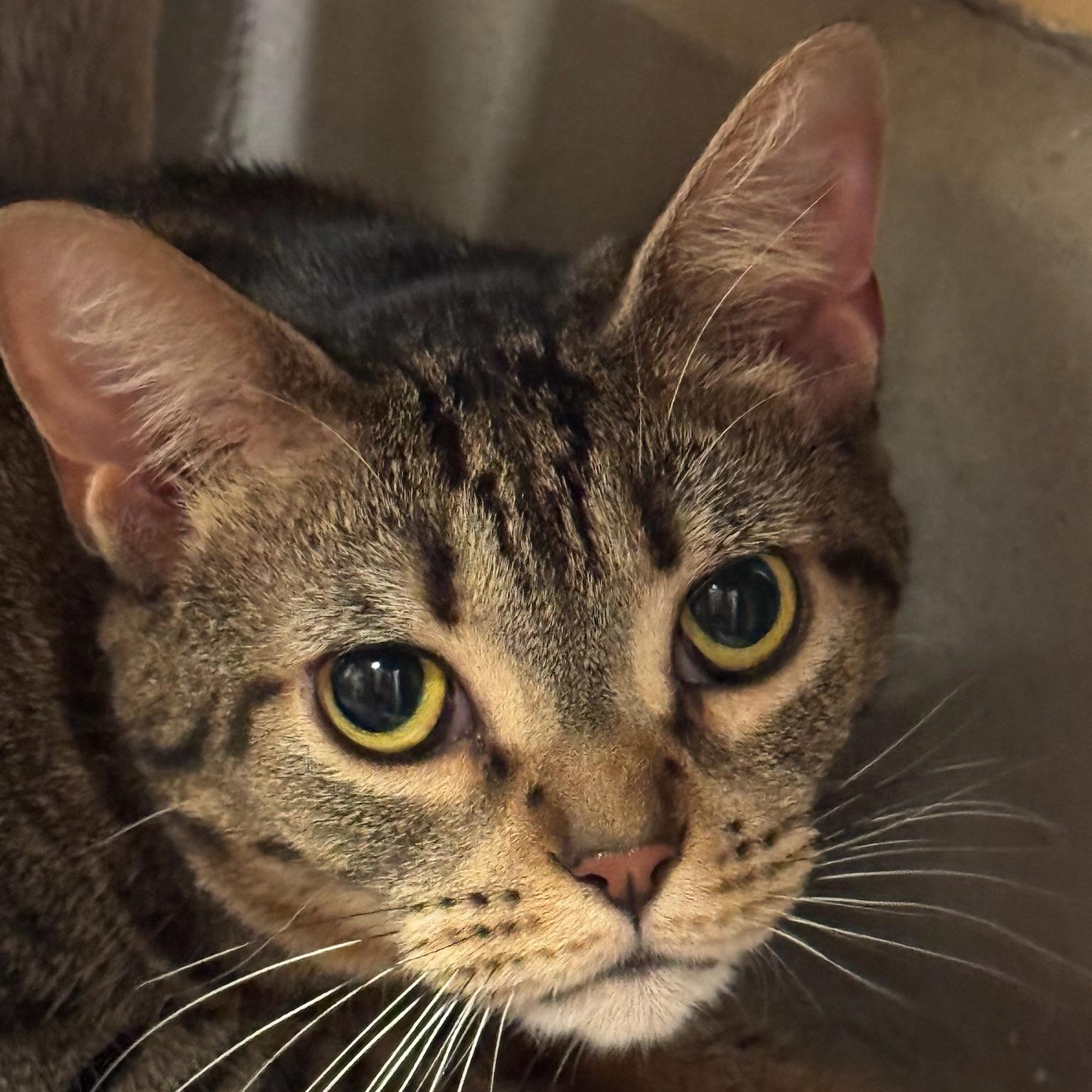 Enlarge Eloise, a Adoptable Domestic Short Hair in Clearwater, FL image 5/5